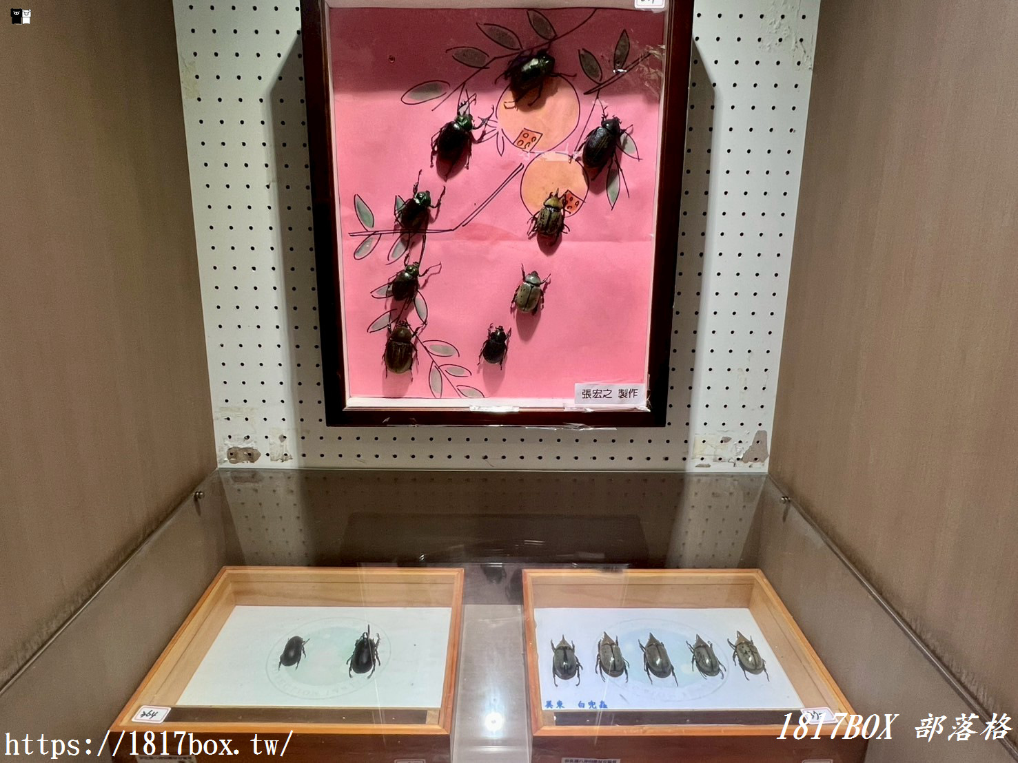 【彰化。社頭】清水岩生態展示中心。珍奇昆蟲標本展示