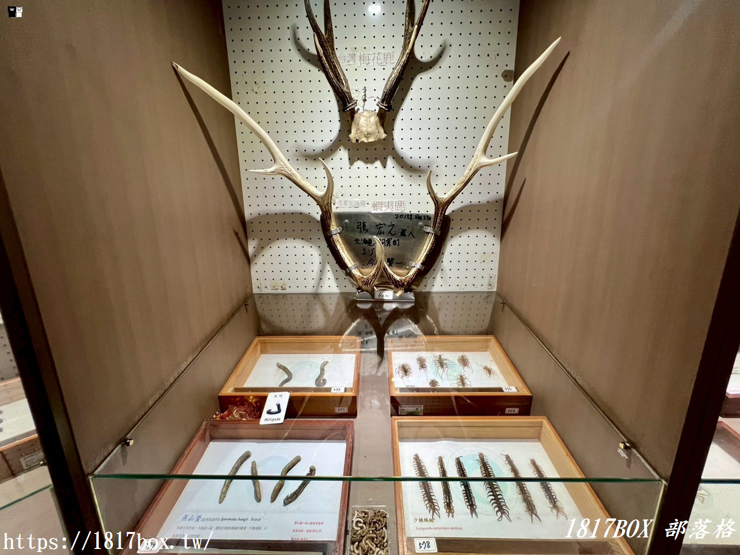 【彰化。社頭】清水岩生態展示中心。珍奇昆蟲標本展示