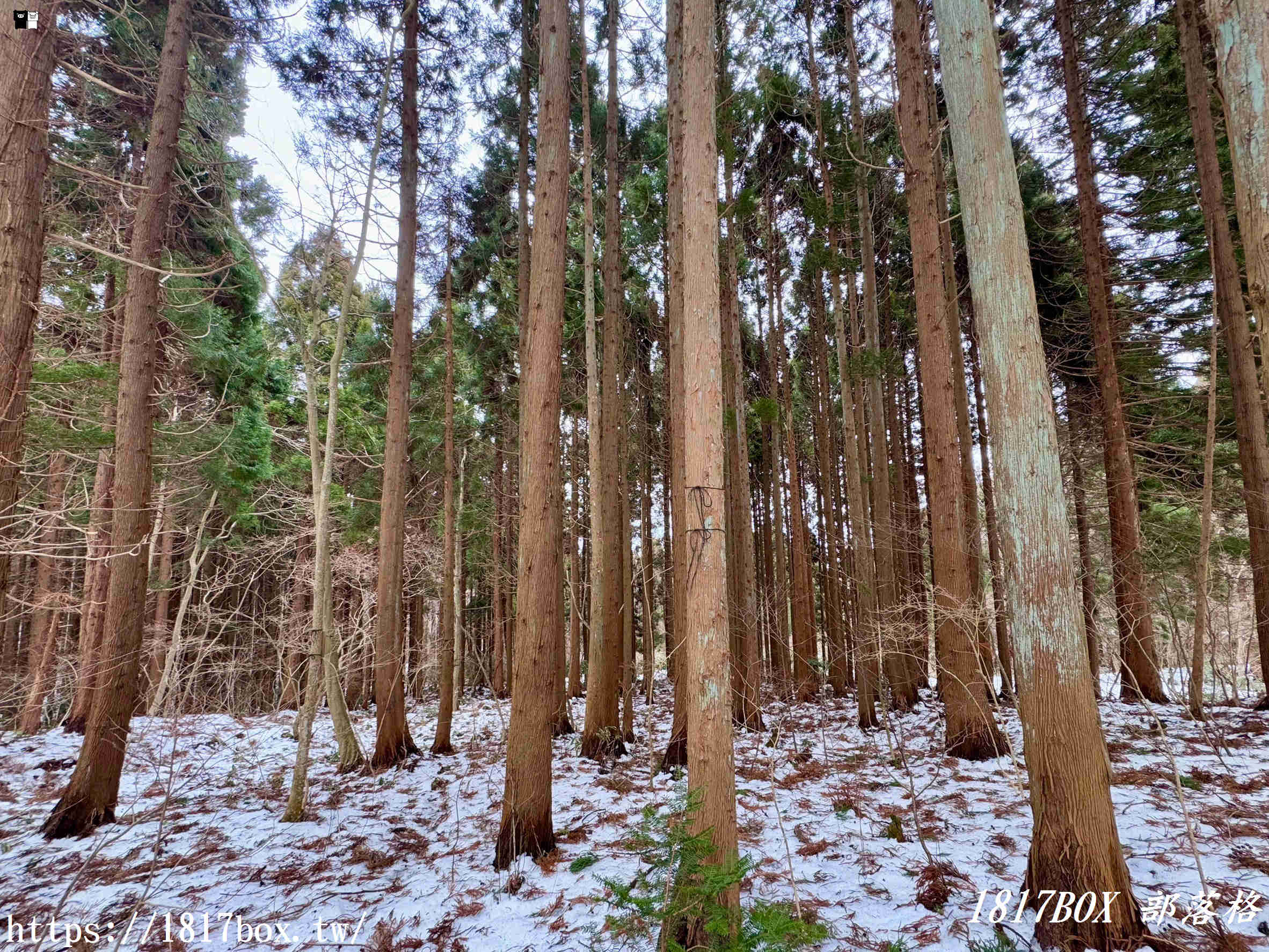 【北海道景點】函館 八幡宮。北海道歷史最悠久的神社之一