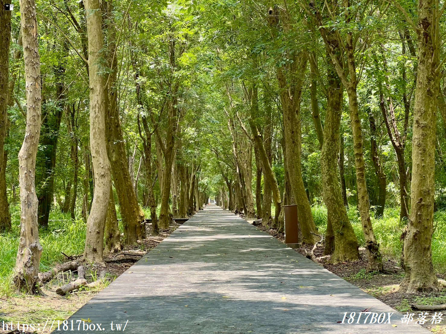 【彰化。溪州】溪州公園森林區。夢幻森林系芬多精步道讓人陶醉