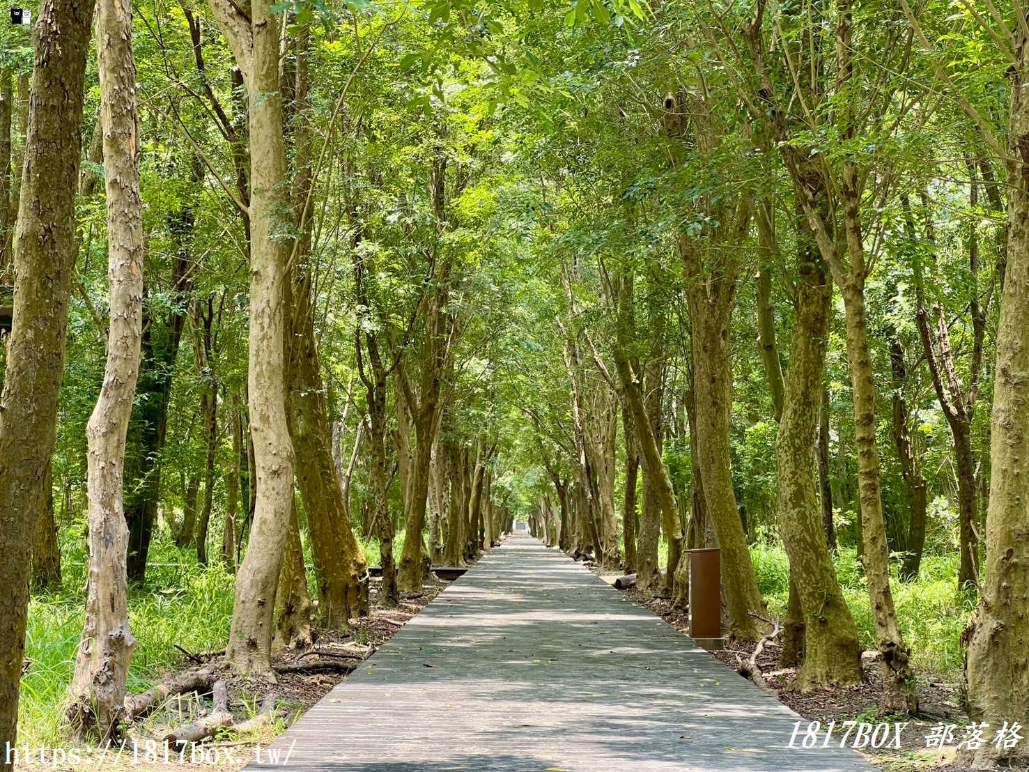 【彰化。溪州】溪州公園森林區。夢幻森林系芬多精步道讓人陶醉