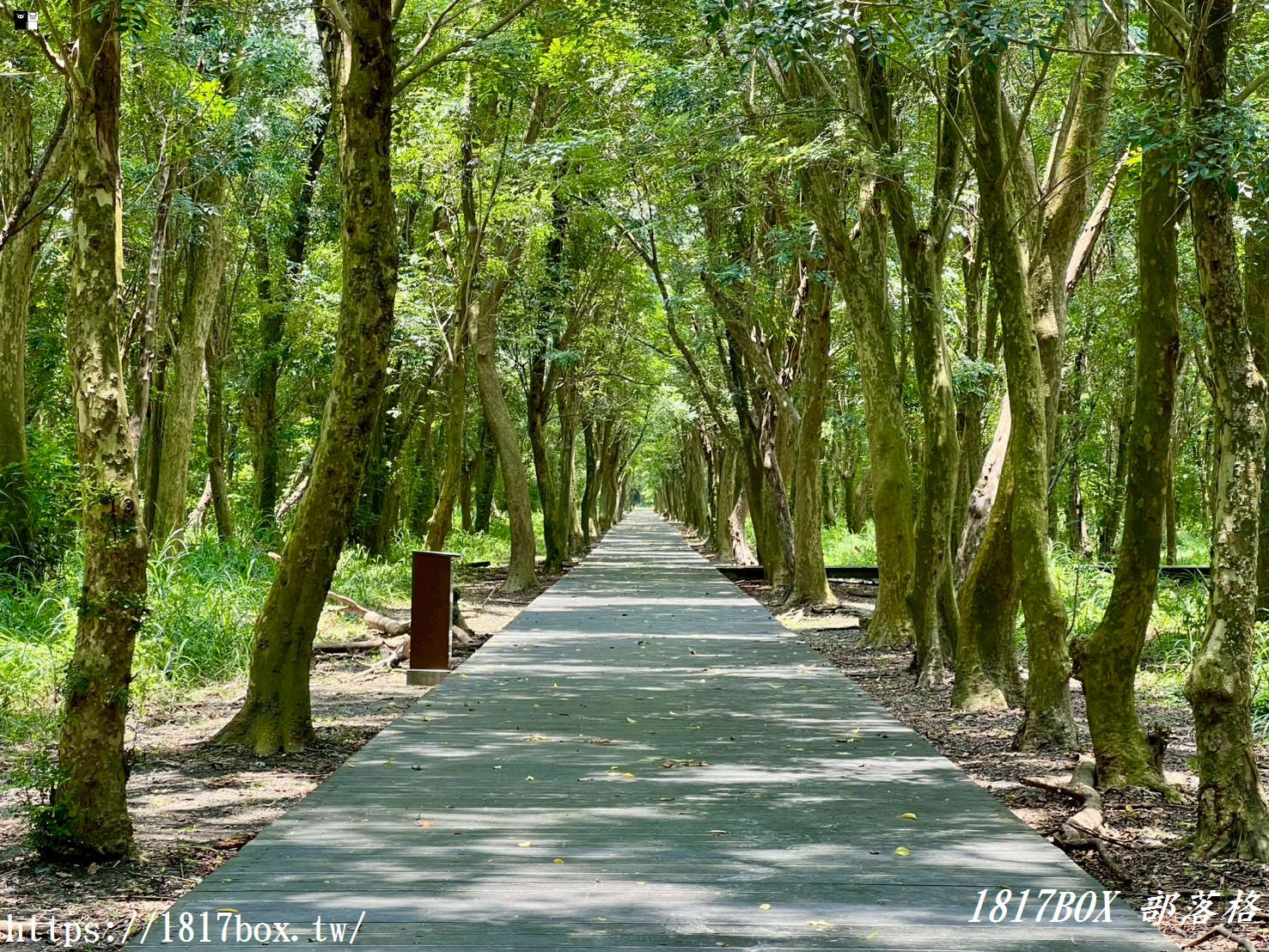 【彰化。溪州】溪州公園森林區。夢幻森林系芬多精步道讓人陶醉