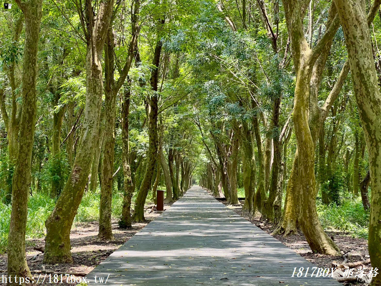 【彰化。溪州】溪州公園森林區。夢幻森林系芬多精步道讓人陶醉