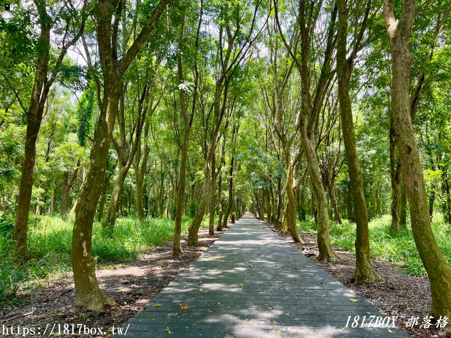 【彰化。溪州】溪州公園森林區。夢幻森林系芬多精步道讓人陶醉