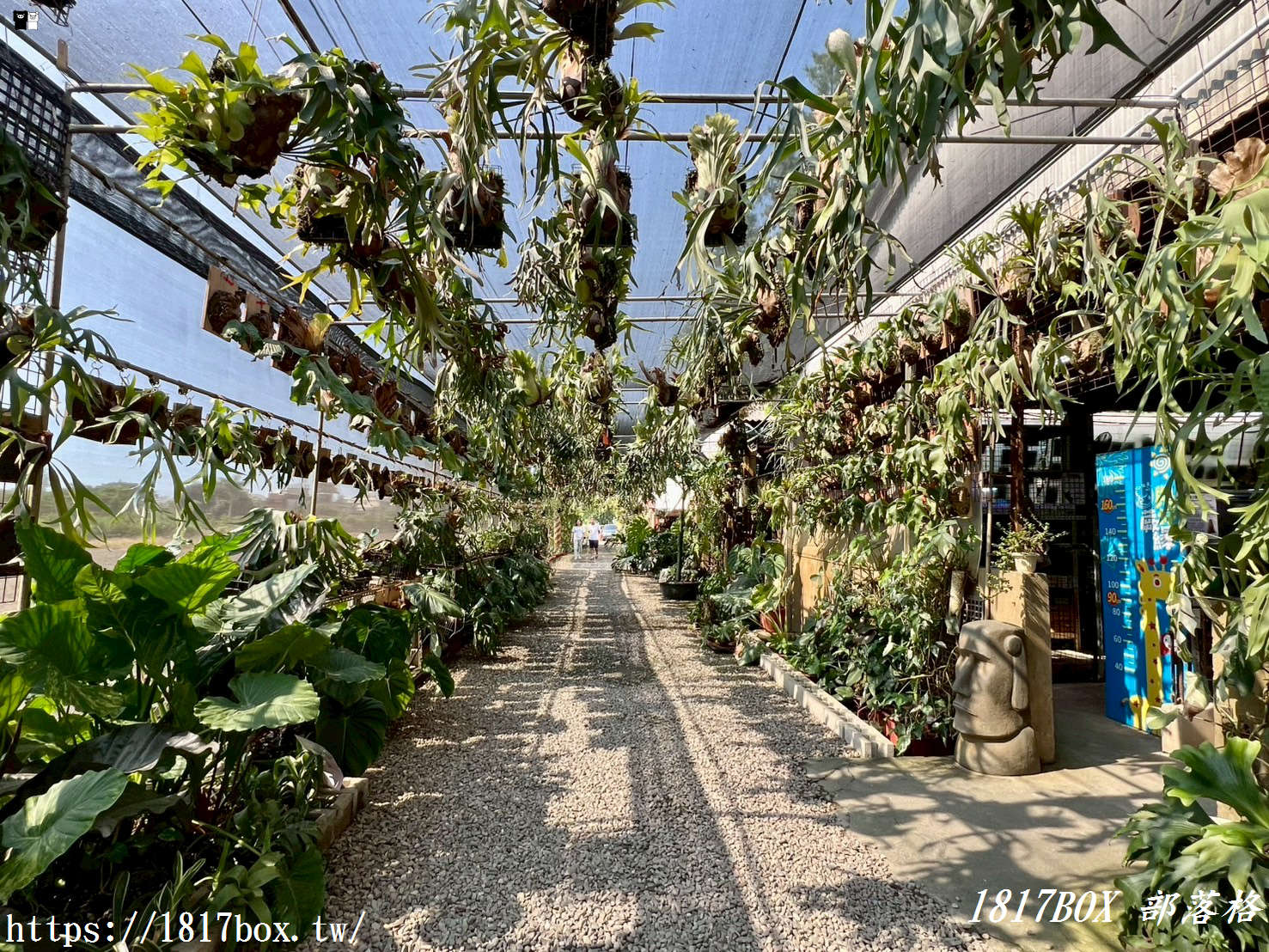【彰化。埤頭】與你蕨緣。走入被雨林植物環繞的綠意空間。複合式親子園區