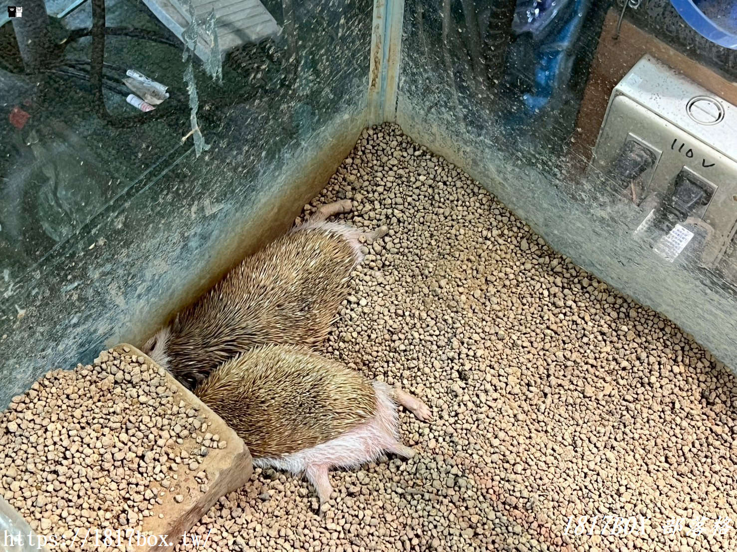【彰化。埤頭】與你蕨緣。走入被雨林植物環繞的綠意空間。複合式親子園區