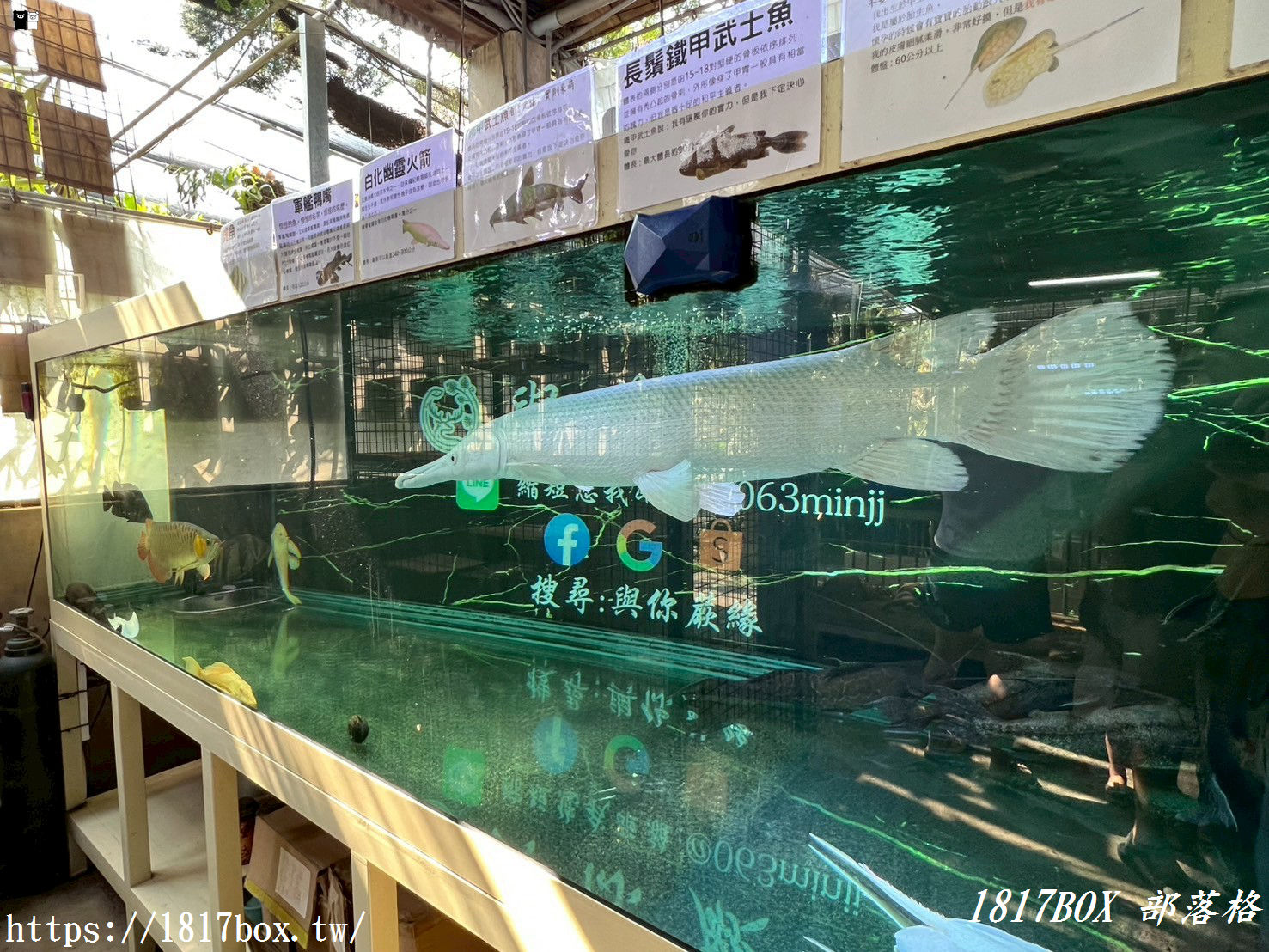 【彰化。埤頭】與你蕨緣。走入被雨林植物環繞的綠意空間。複合式親子園區