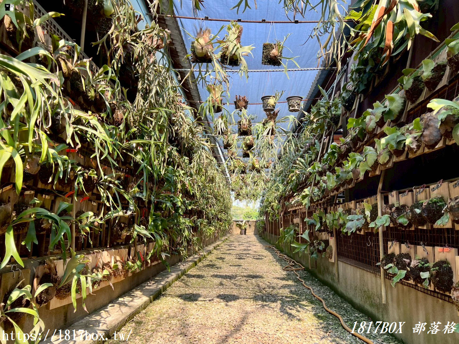 【彰化。埤頭】與你蕨緣。走入被雨林植物環繞的綠意空間。複合式親子園區