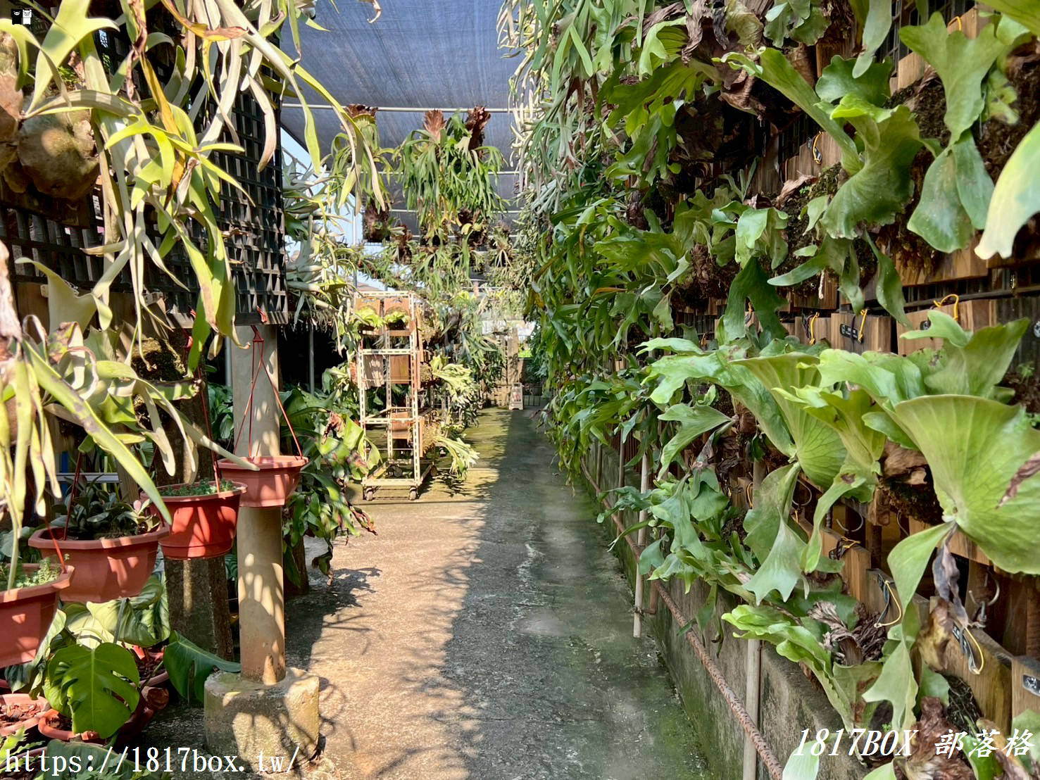 【彰化。埤頭】與你蕨緣。走入被雨林植物環繞的綠意空間。複合式親子園區