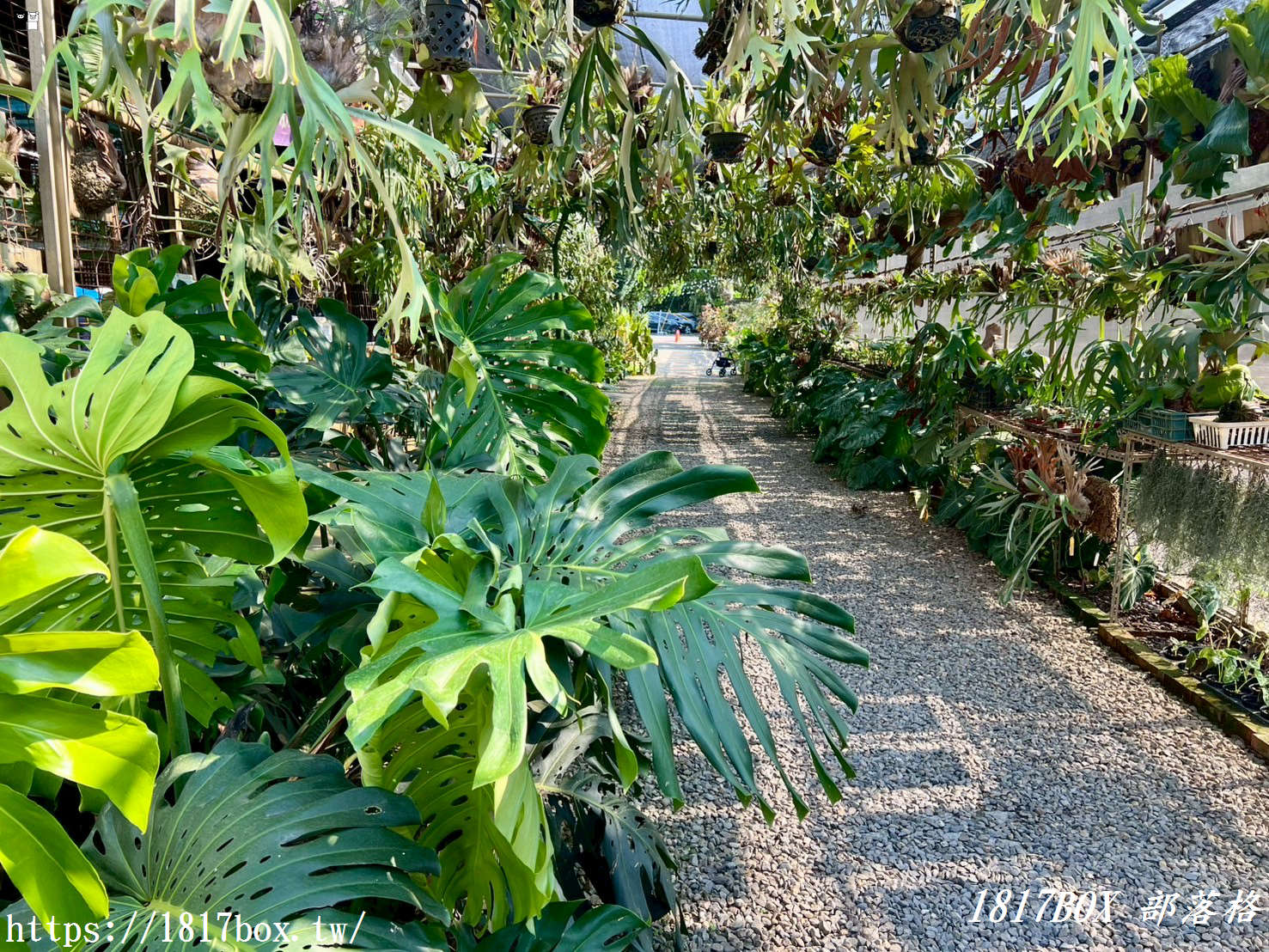【彰化。埤頭】與你蕨緣。走入被雨林植物環繞的綠意空間。複合式親子園區