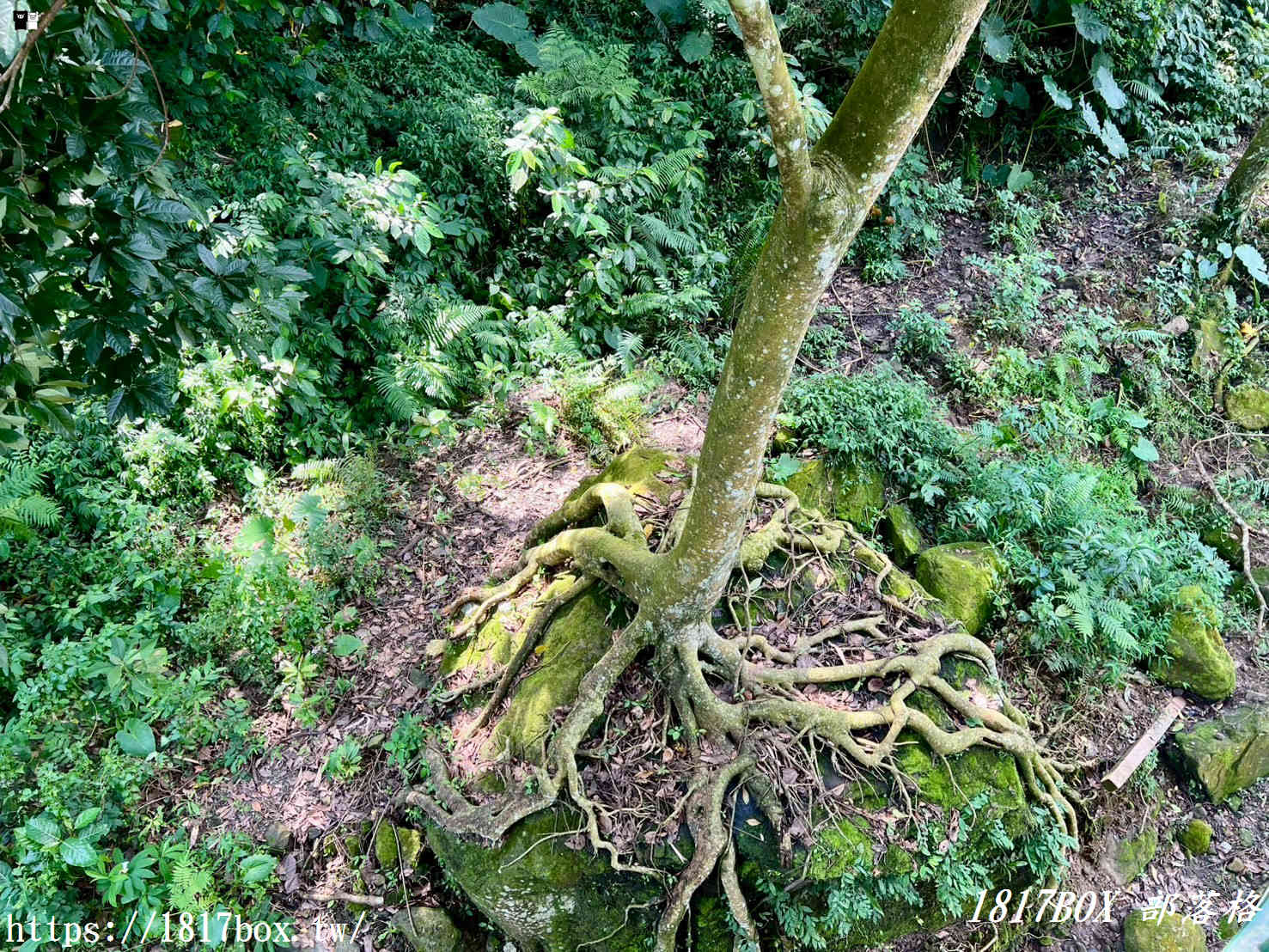 【南投。竹山】瑞龍瀑布園區。號稱天下第一瀑 【南投。竹山】瑞龍瀑布園區。號稱天下第一瀑