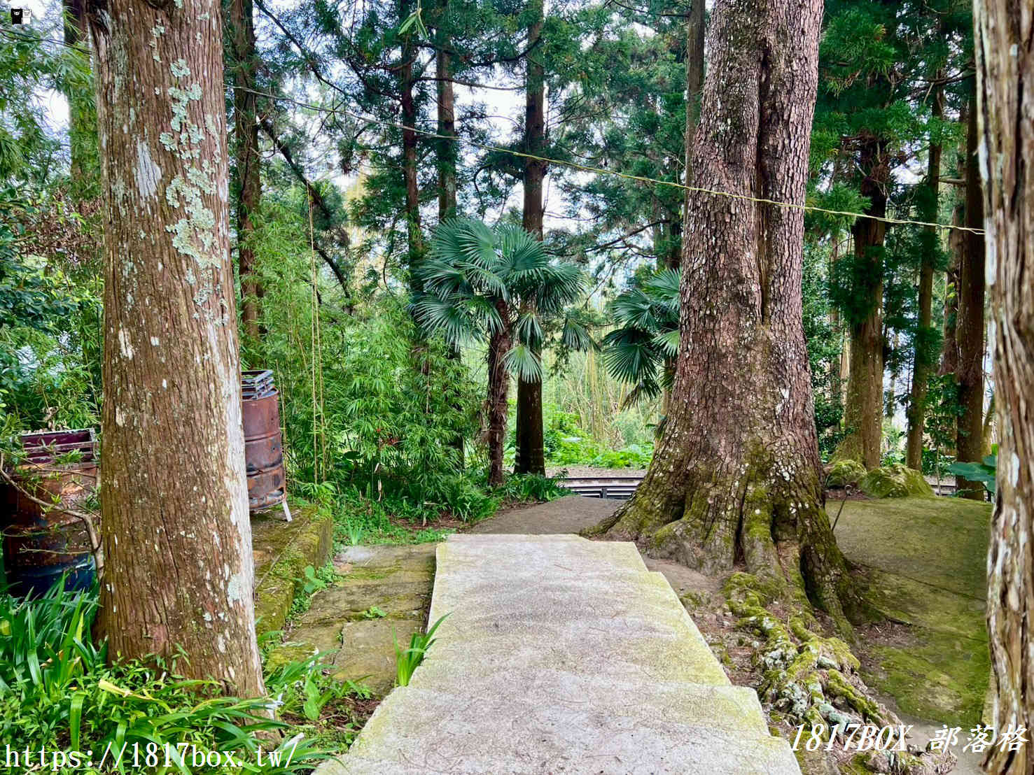 【嘉義。阿里山】森林中寧靜神秘的多林車站。隱藏在美麗的馬蹄型鐵軌彎道後 【嘉義。阿里山】森林中寧靜神秘的多林車站。隱藏在美麗的馬蹄型鐵軌彎道後