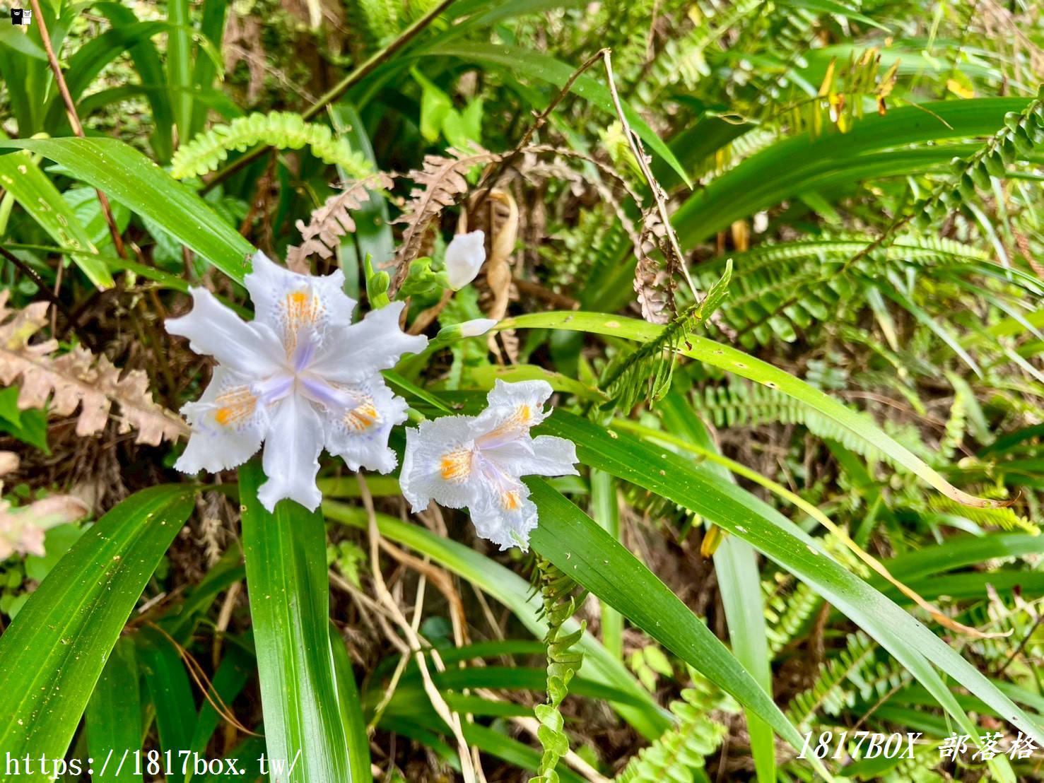 【嘉義。阿里山】森林中寧靜神秘的多林車站。隱藏在美麗的馬蹄型鐵軌彎道後
