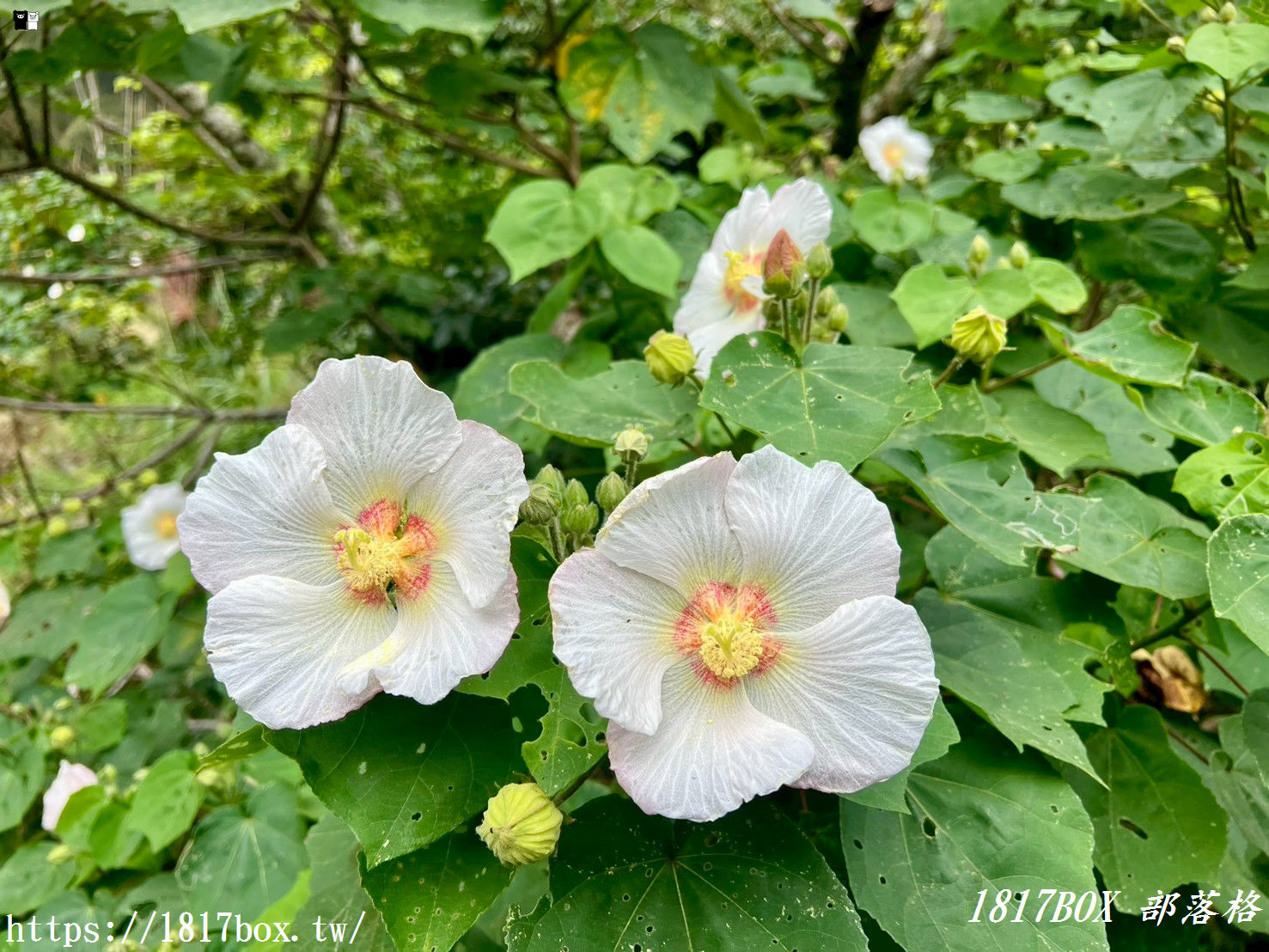 【嘉義。阿里山】得恩亞納部落-台版合掌村。色彩斑斕的高腳屋
