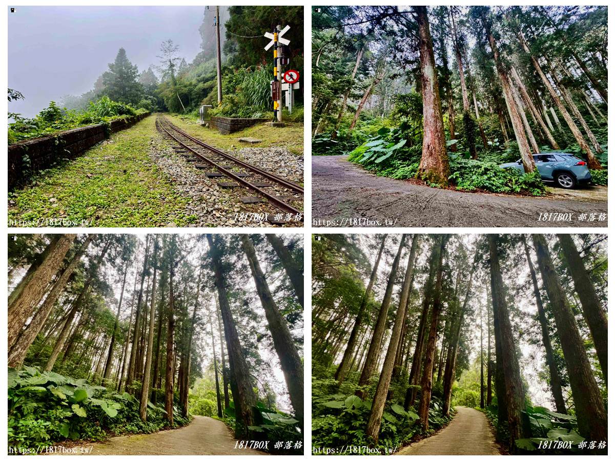 【嘉義。阿里山】得恩亞納聯絡道。阿里山152林班地。超美杉林樹海