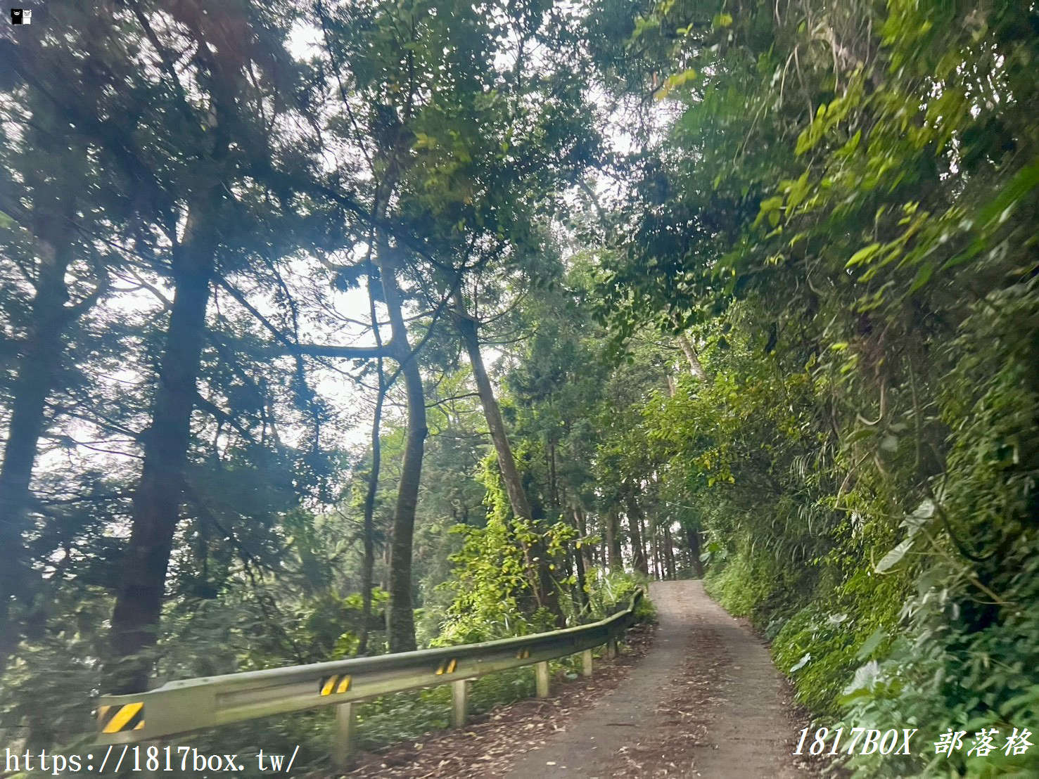 【嘉義。阿里山】得恩亞納聯絡道。阿里山152林班地。超美杉林樹海