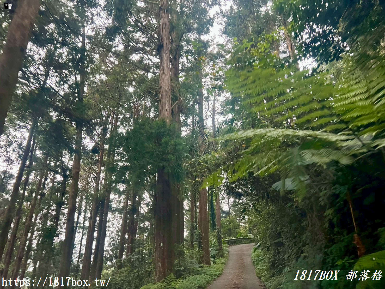 【嘉義。阿里山】得恩亞納聯絡道。阿里山152林班地。超美杉林樹海