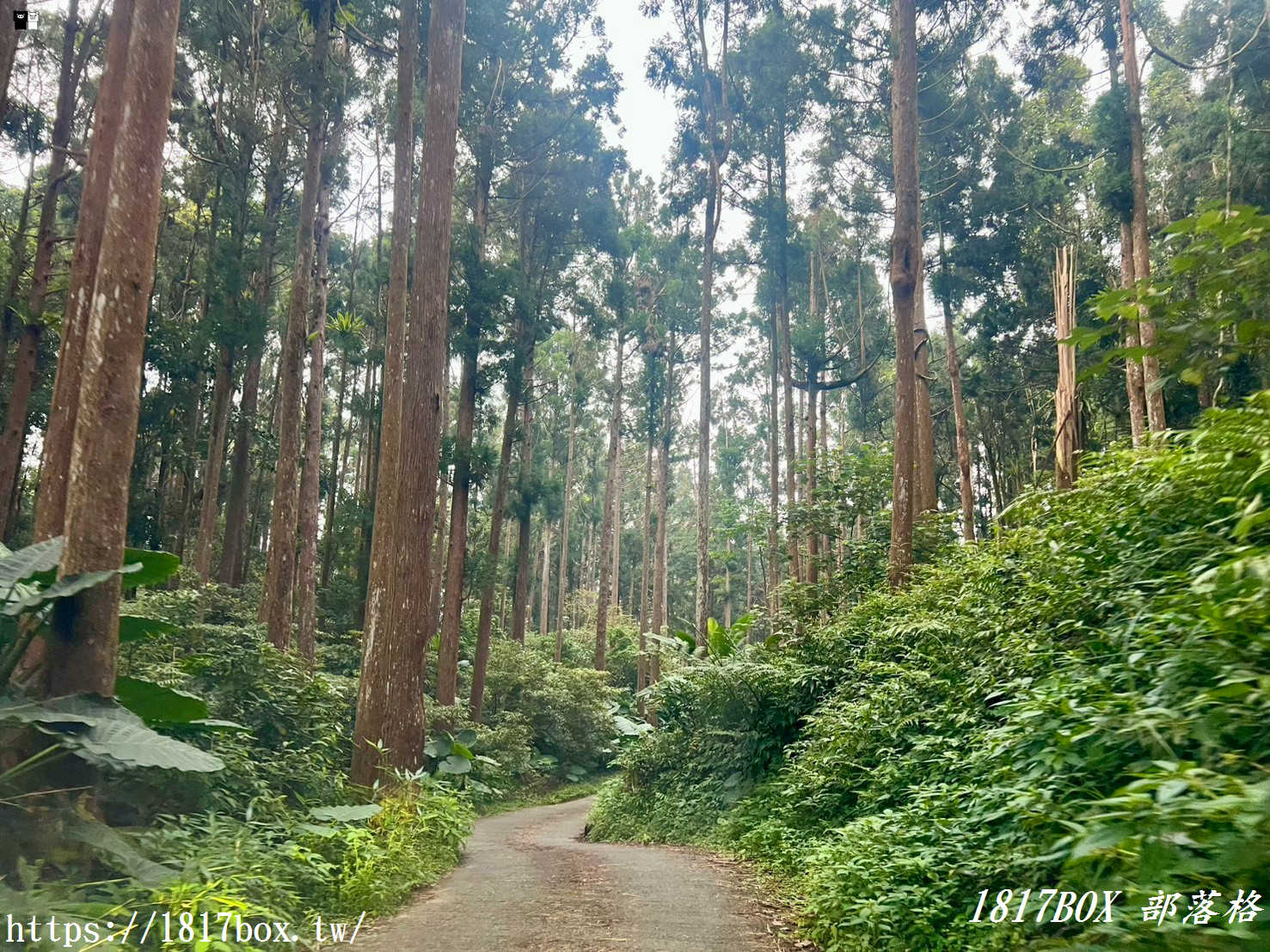 【嘉義。阿里山】得恩亞納聯絡道。阿里山152林班地。超美杉林樹海