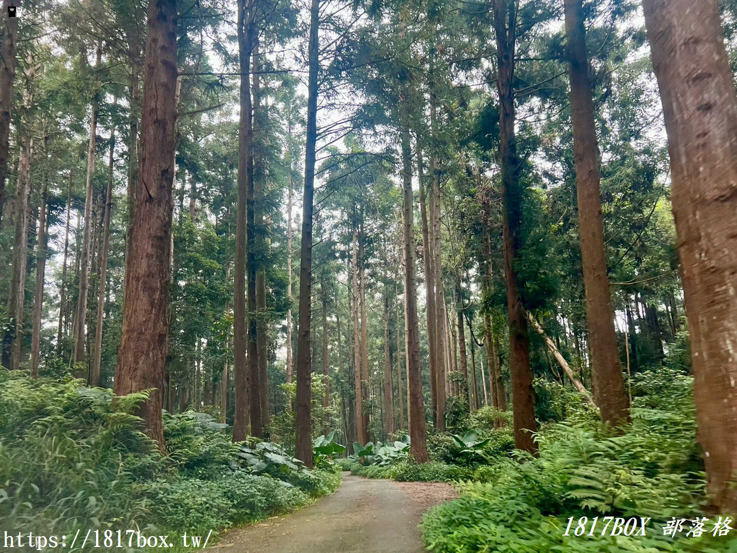 【嘉義。阿里山】得恩亞納聯絡道。阿里山152林班地。超美杉林樹海