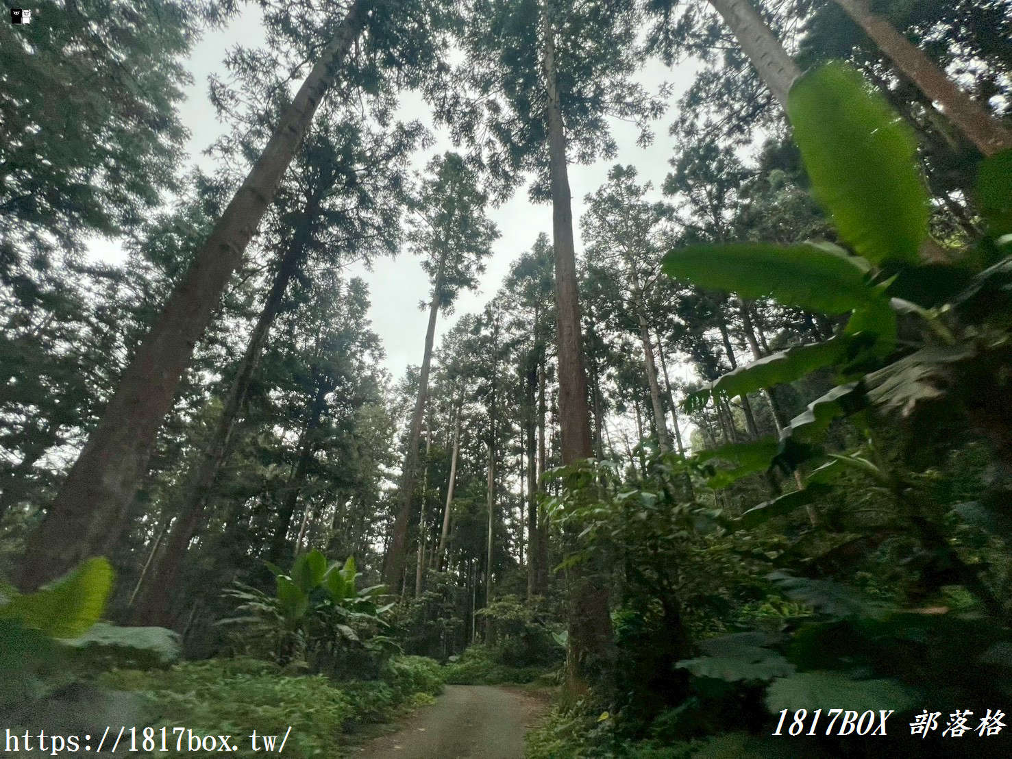 【嘉義。阿里山】得恩亞納聯絡道。阿里山152林班地。超美杉林樹海