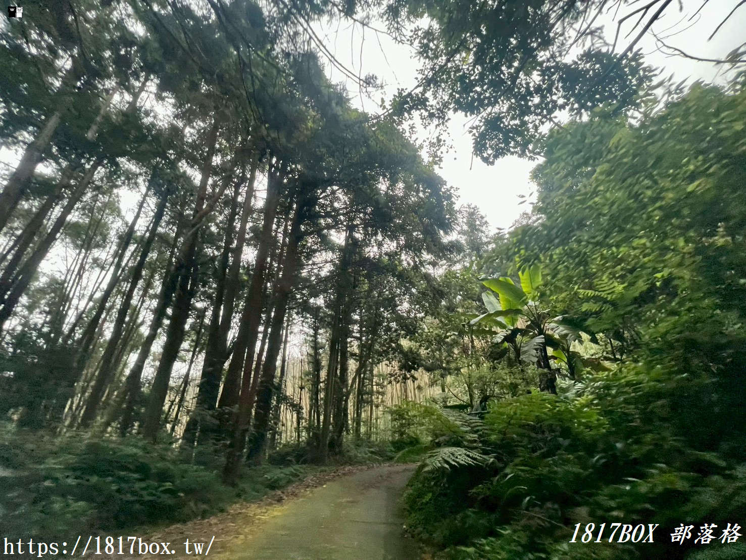 【嘉義。阿里山】得恩亞納聯絡道。阿里山152林班地。超美杉林樹海