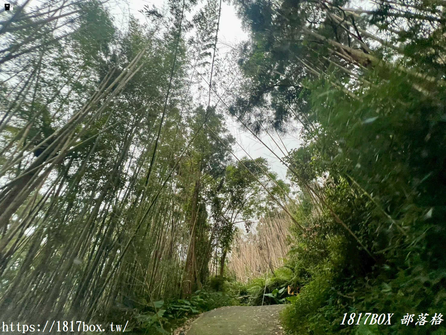 【嘉義。阿里山】得恩亞納聯絡道。阿里山152林班地。超美杉林樹海