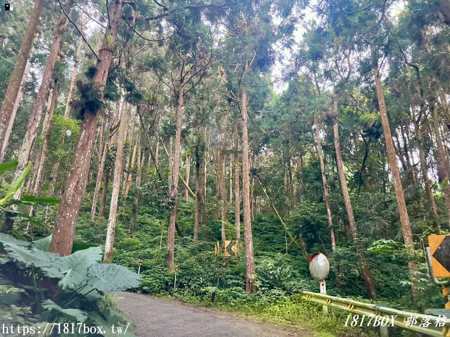 【嘉義。阿里山】得恩亞納聯絡道。阿里山152林班地。超美杉林樹海