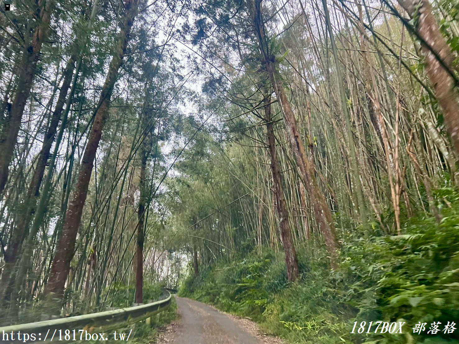 【嘉義。阿里山】得恩亞納聯絡道。阿里山152林班地。超美杉林樹海