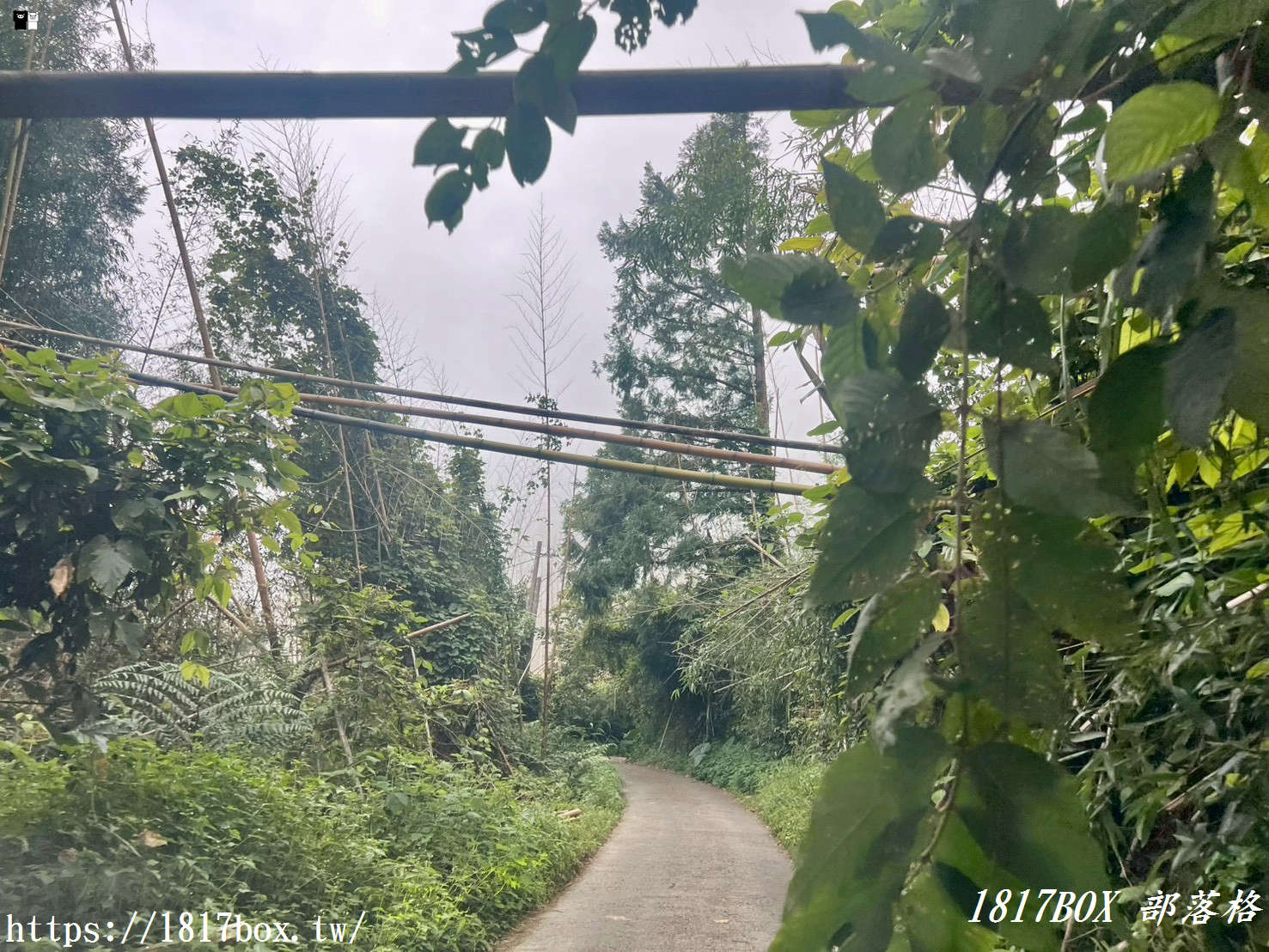 【嘉義。阿里山】得恩亞納聯絡道。阿里山152林班地。超美杉林樹海