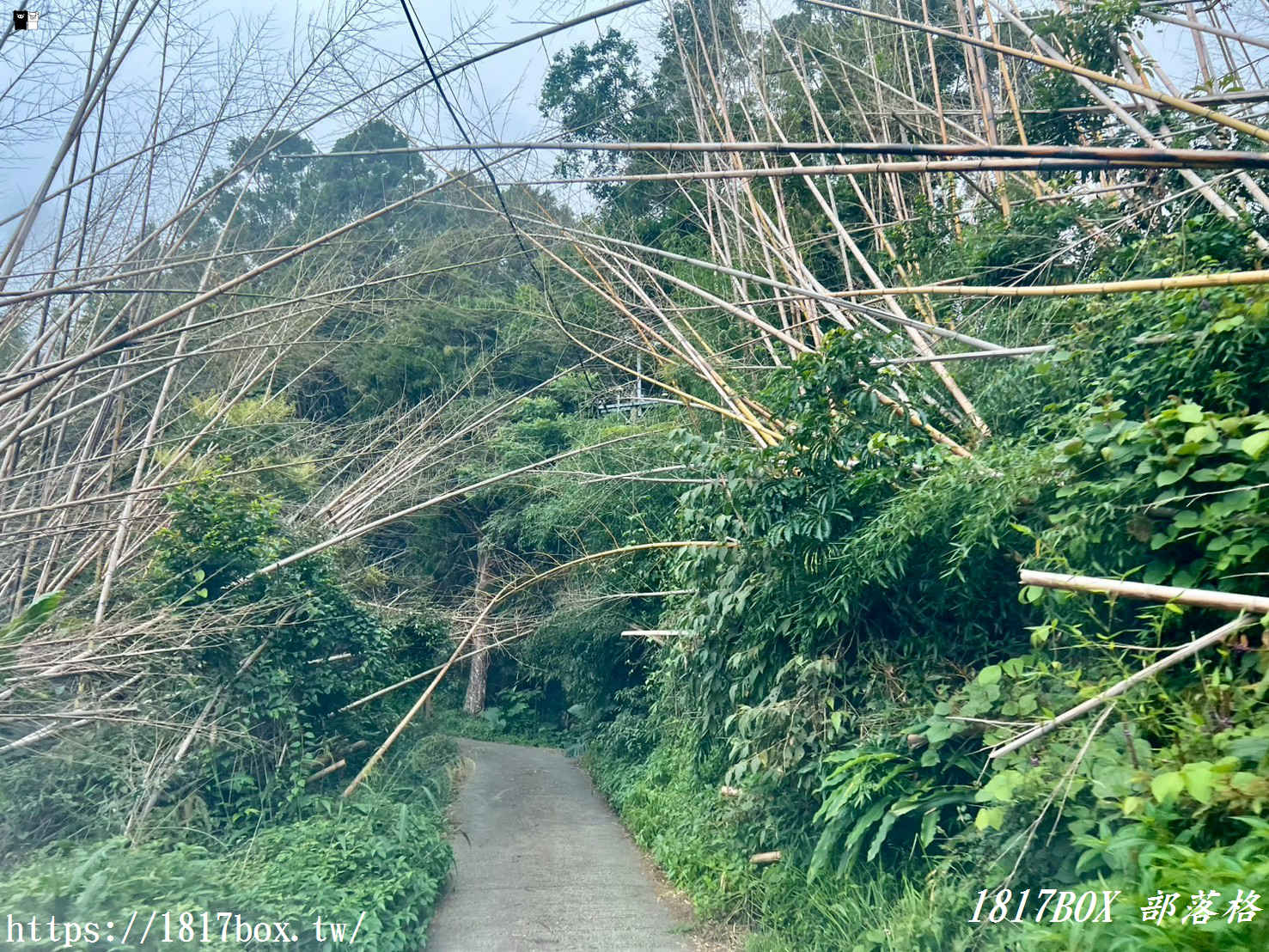 【嘉義。阿里山】得恩亞納聯絡道。阿里山152林班地。超美杉林樹海