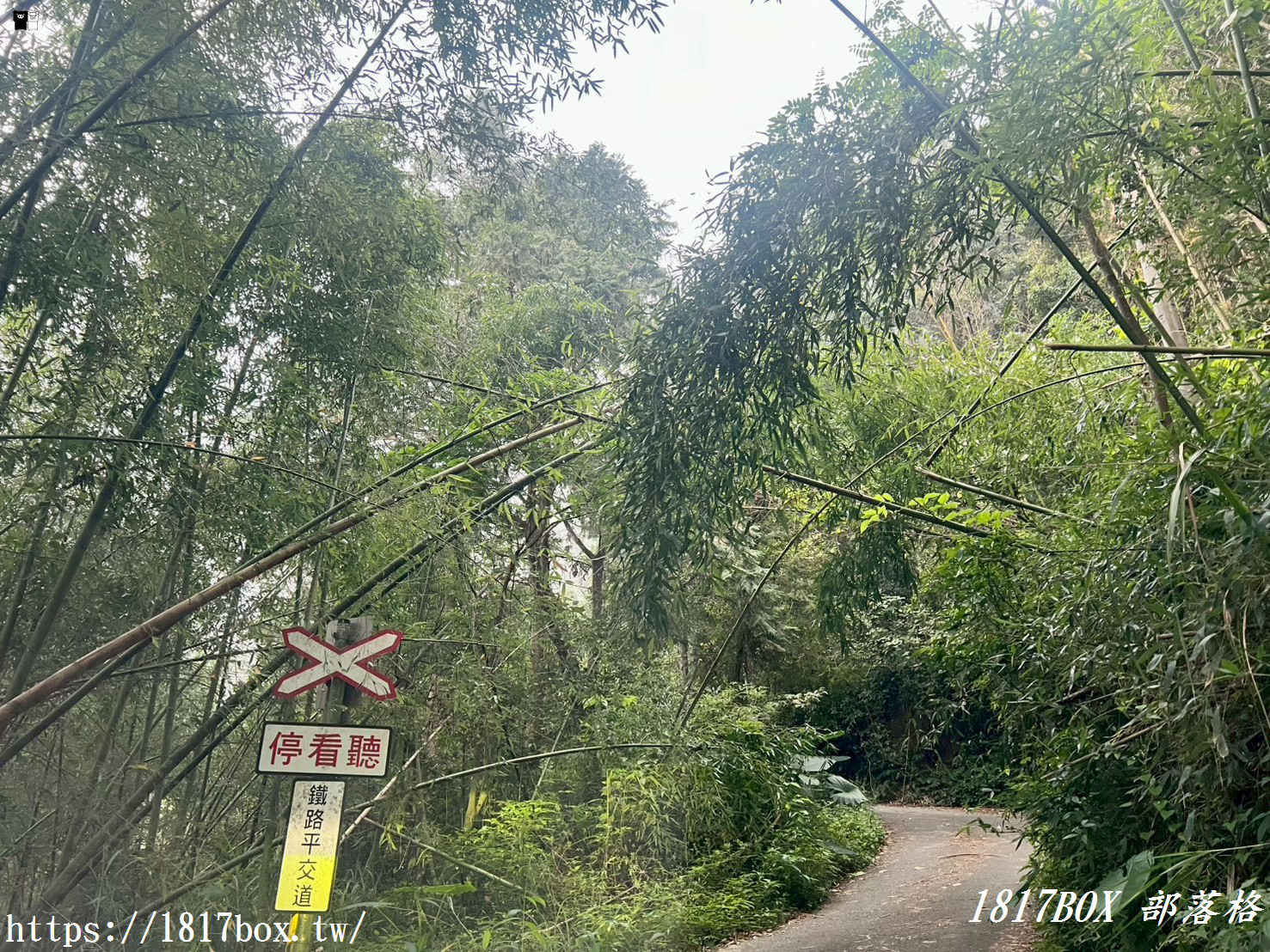 【嘉義。阿里山】得恩亞納聯絡道。阿里山152林班地。超美杉林樹海