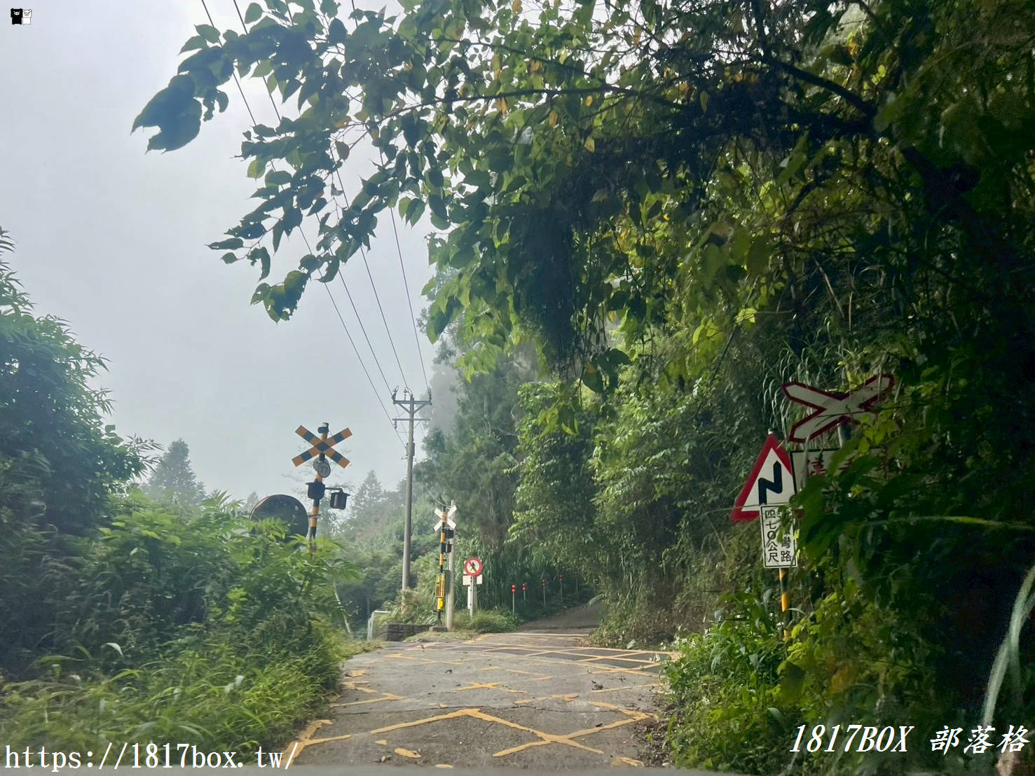 【嘉義。阿里山】得恩亞納聯絡道。阿里山152林班地。超美杉林樹海