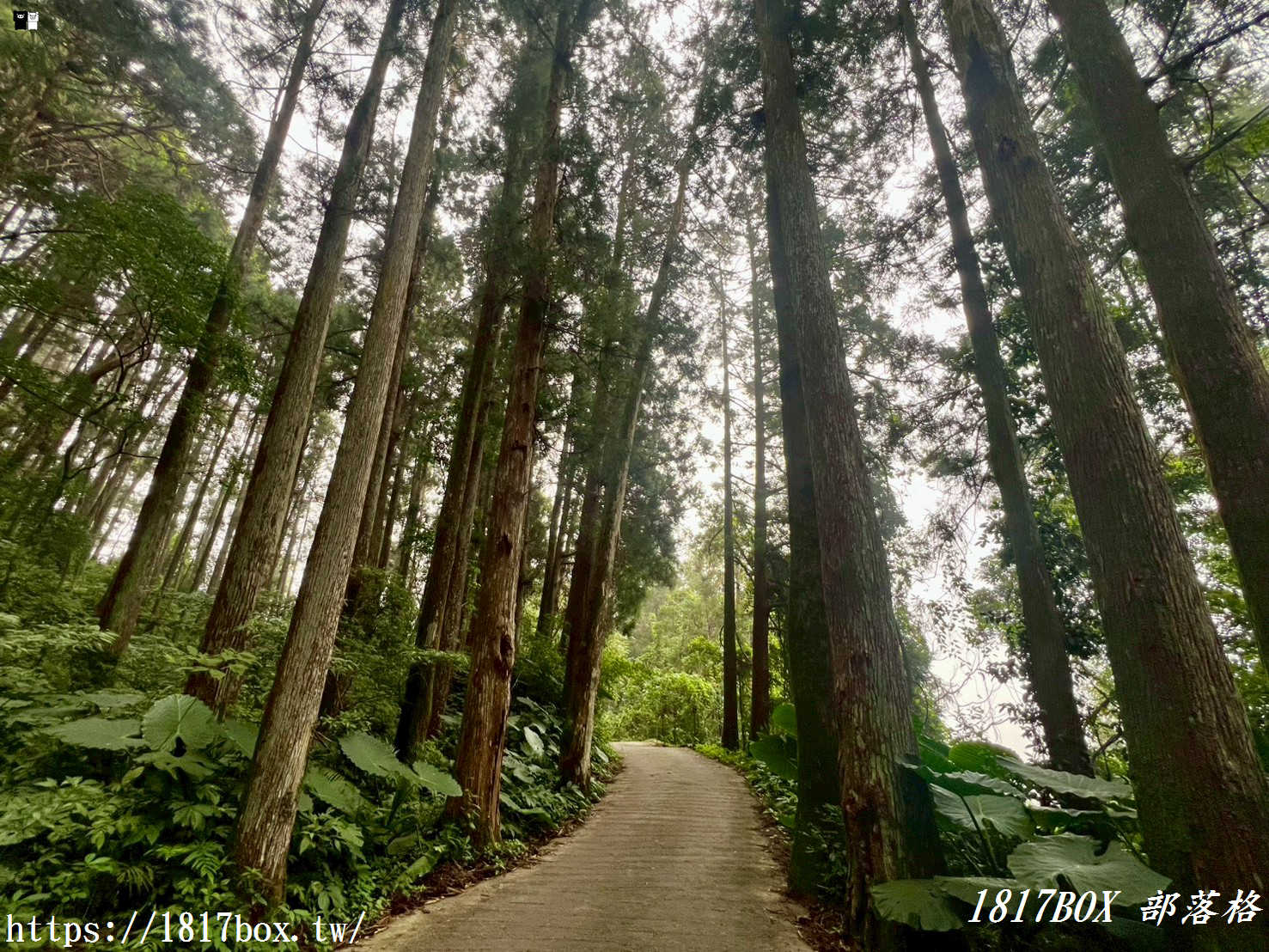 【嘉義。阿里山】得恩亞納聯絡道。阿里山152林班地。超美杉林樹海