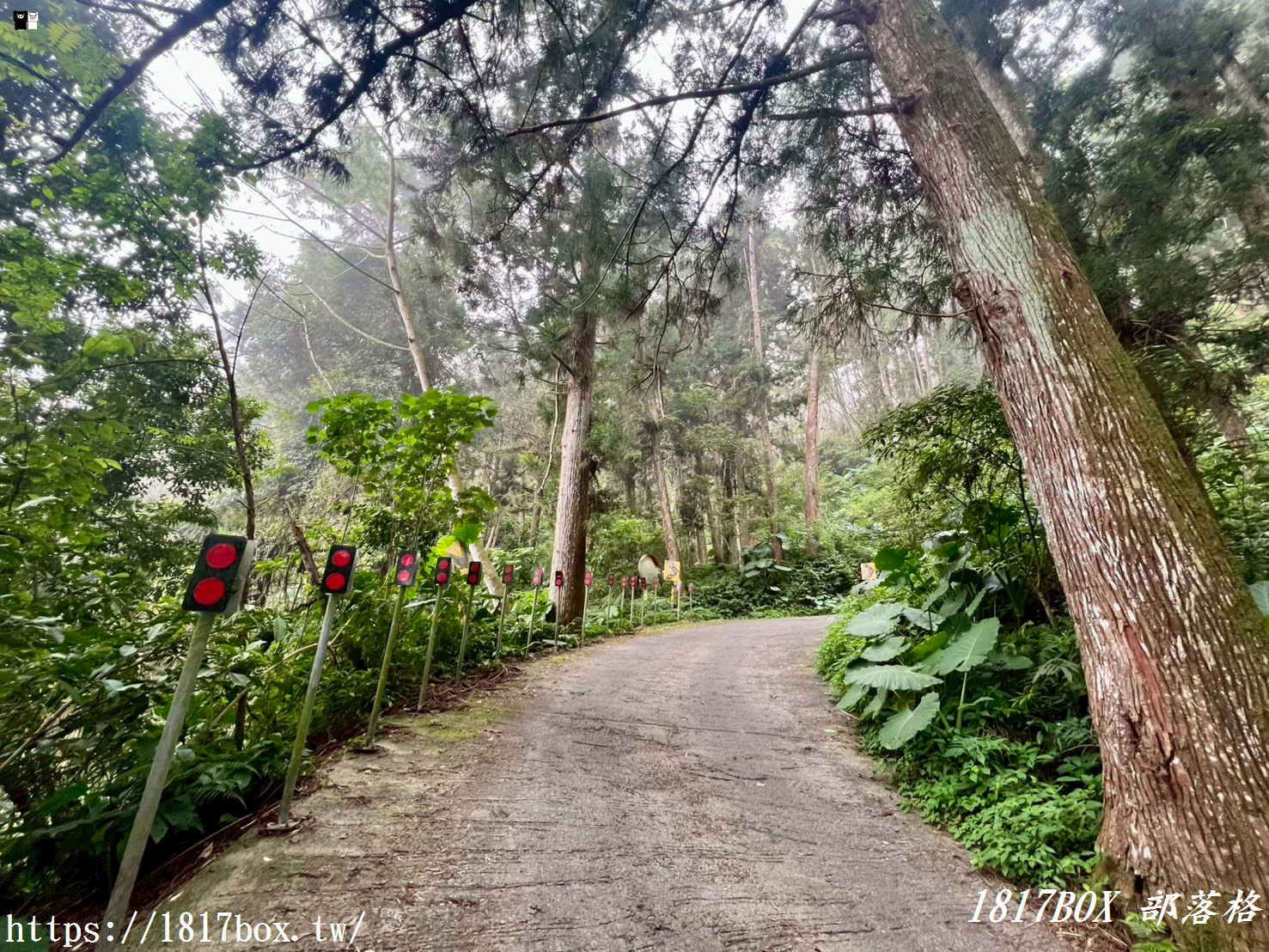 【嘉義。阿里山】得恩亞納聯絡道。阿里山152林班地。超美杉林樹海