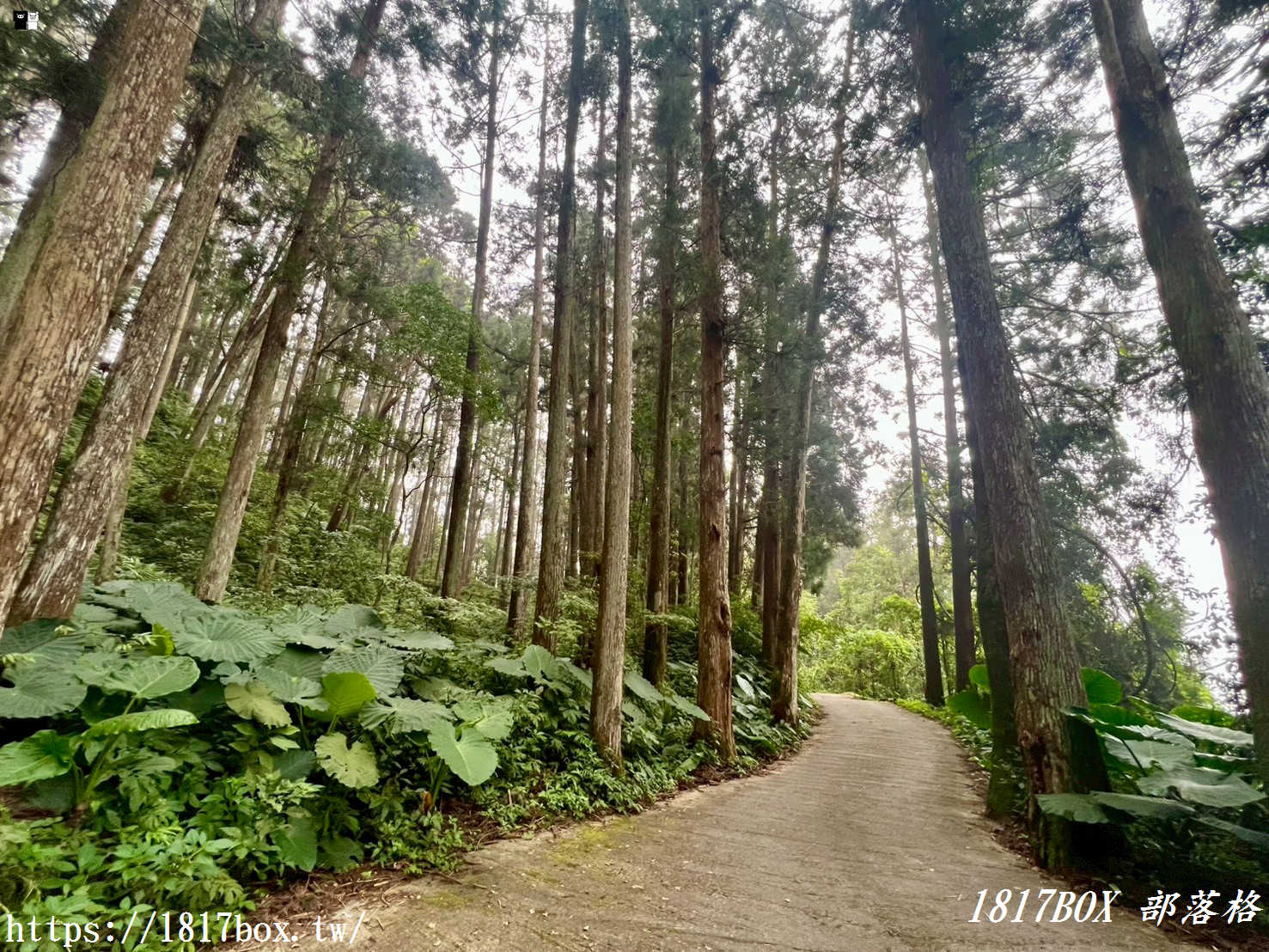 【嘉義。阿里山】得恩亞納聯絡道。阿里山152林班地。超美杉林樹海