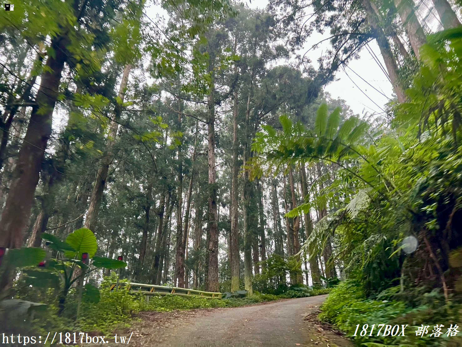 【嘉義。阿里山】得恩亞納聯絡道。阿里山152林班地。超美杉林樹海