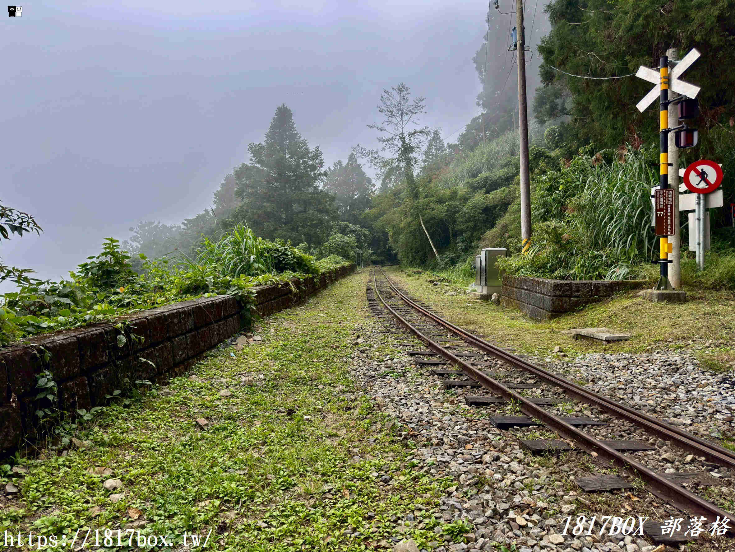 【嘉義。阿里山】得恩亞納聯絡道。阿里山152林班地。超美杉林樹海