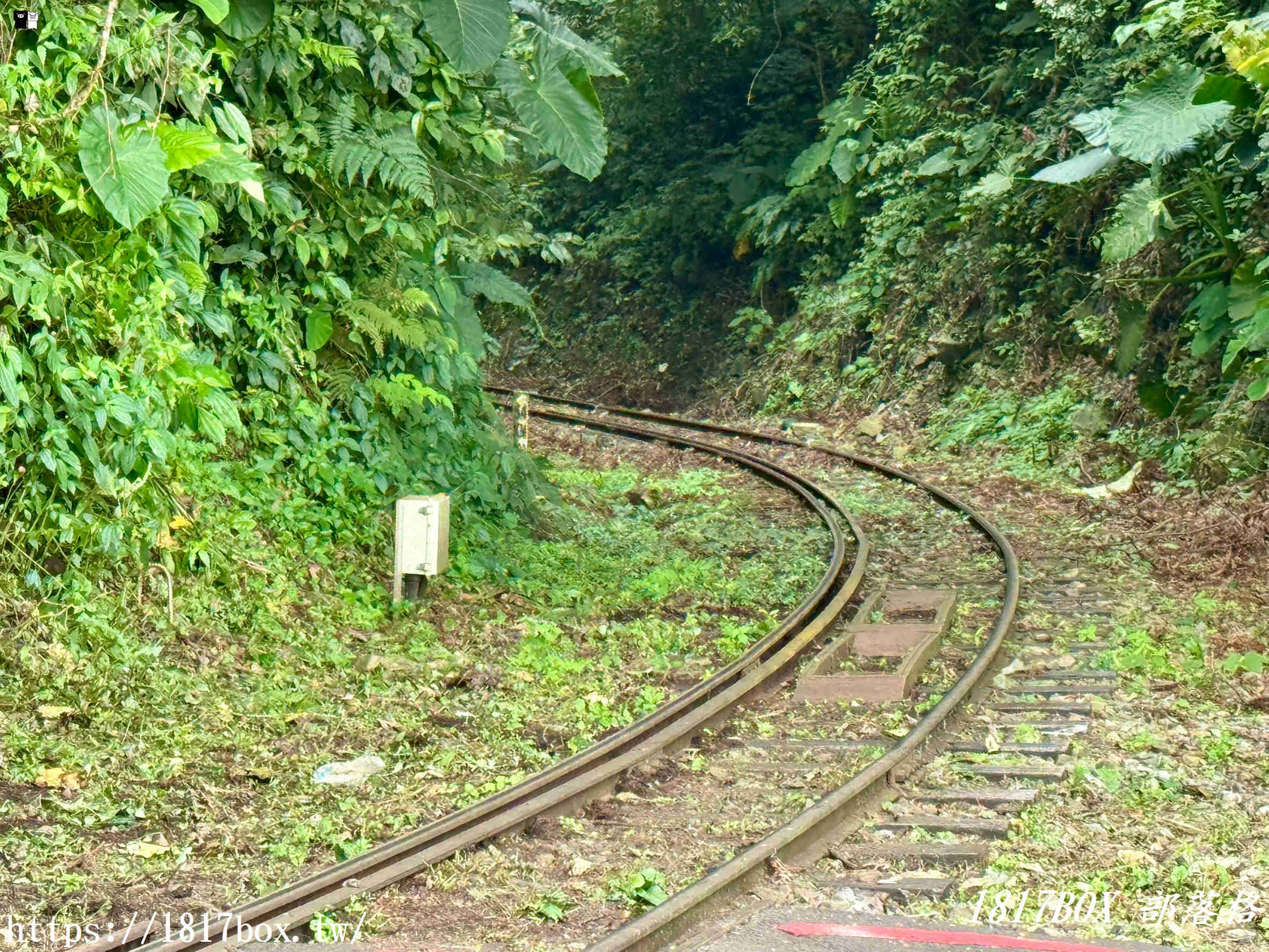 【嘉義。阿里山】得恩亞納聯絡道。阿里山152林班地。超美杉林樹海