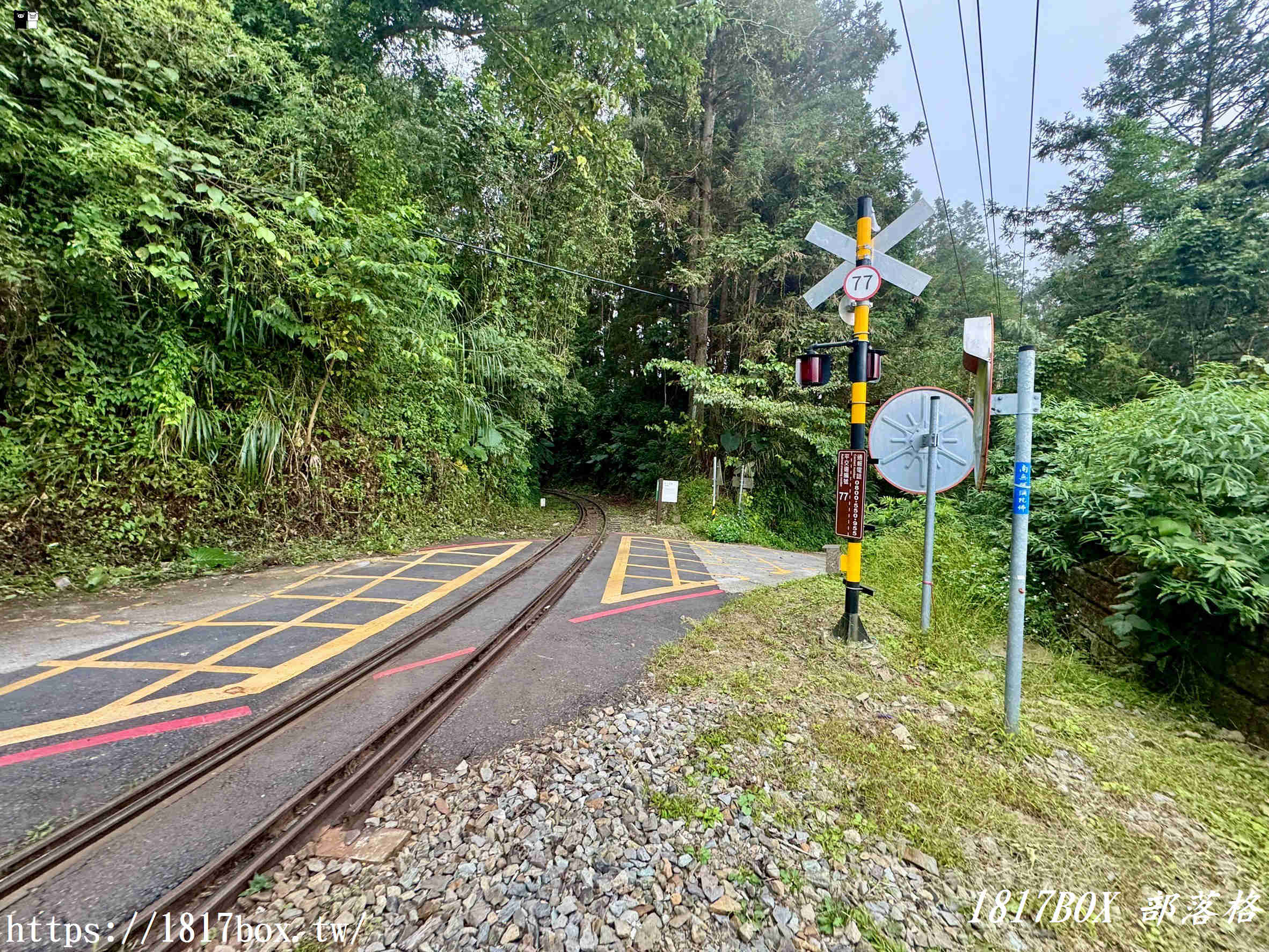 【嘉義。阿里山】得恩亞納聯絡道。阿里山152林班地。超美杉林樹海