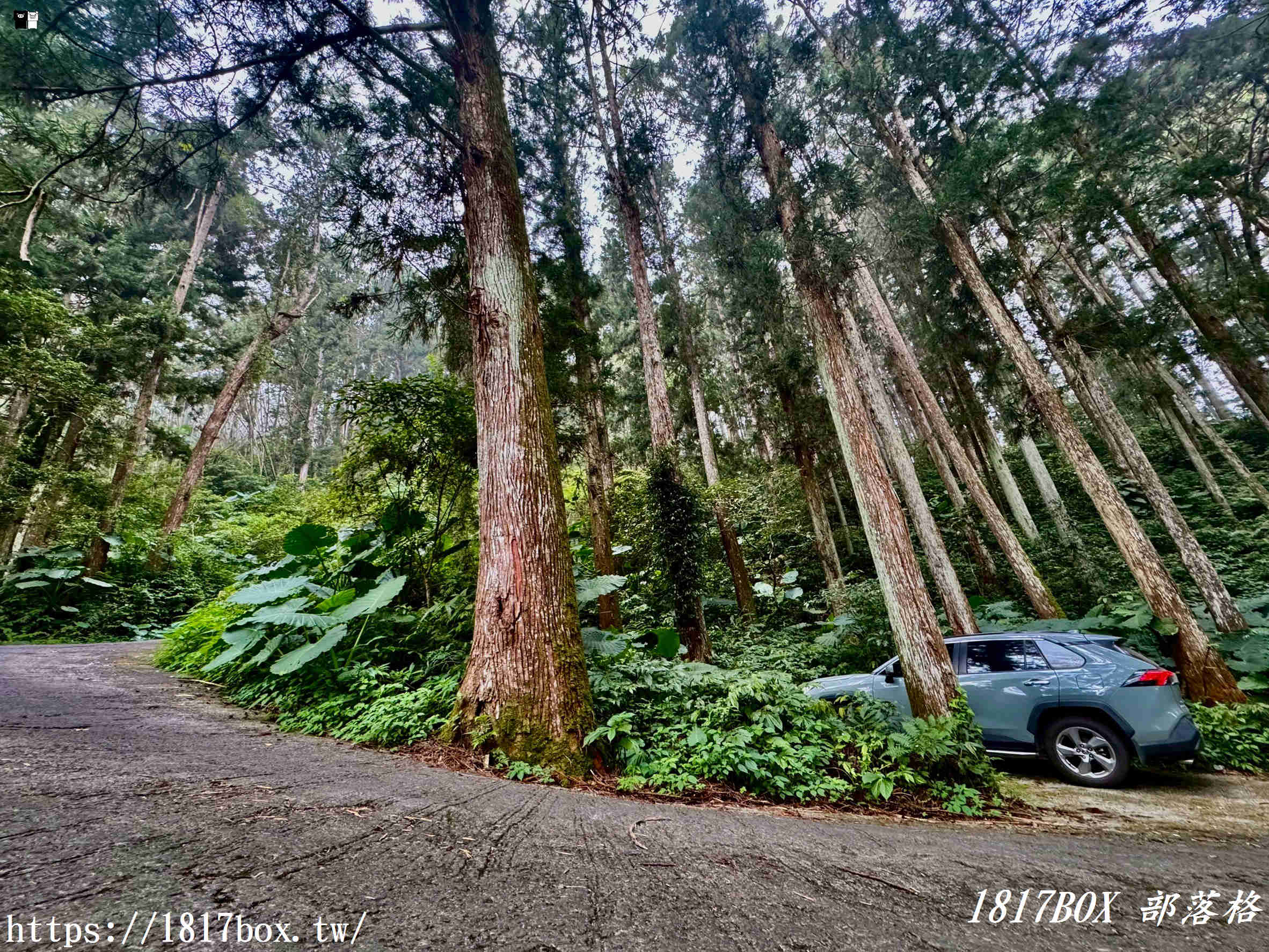 【嘉義。阿里山】得恩亞納聯絡道。阿里山152林班地。超美杉林樹海