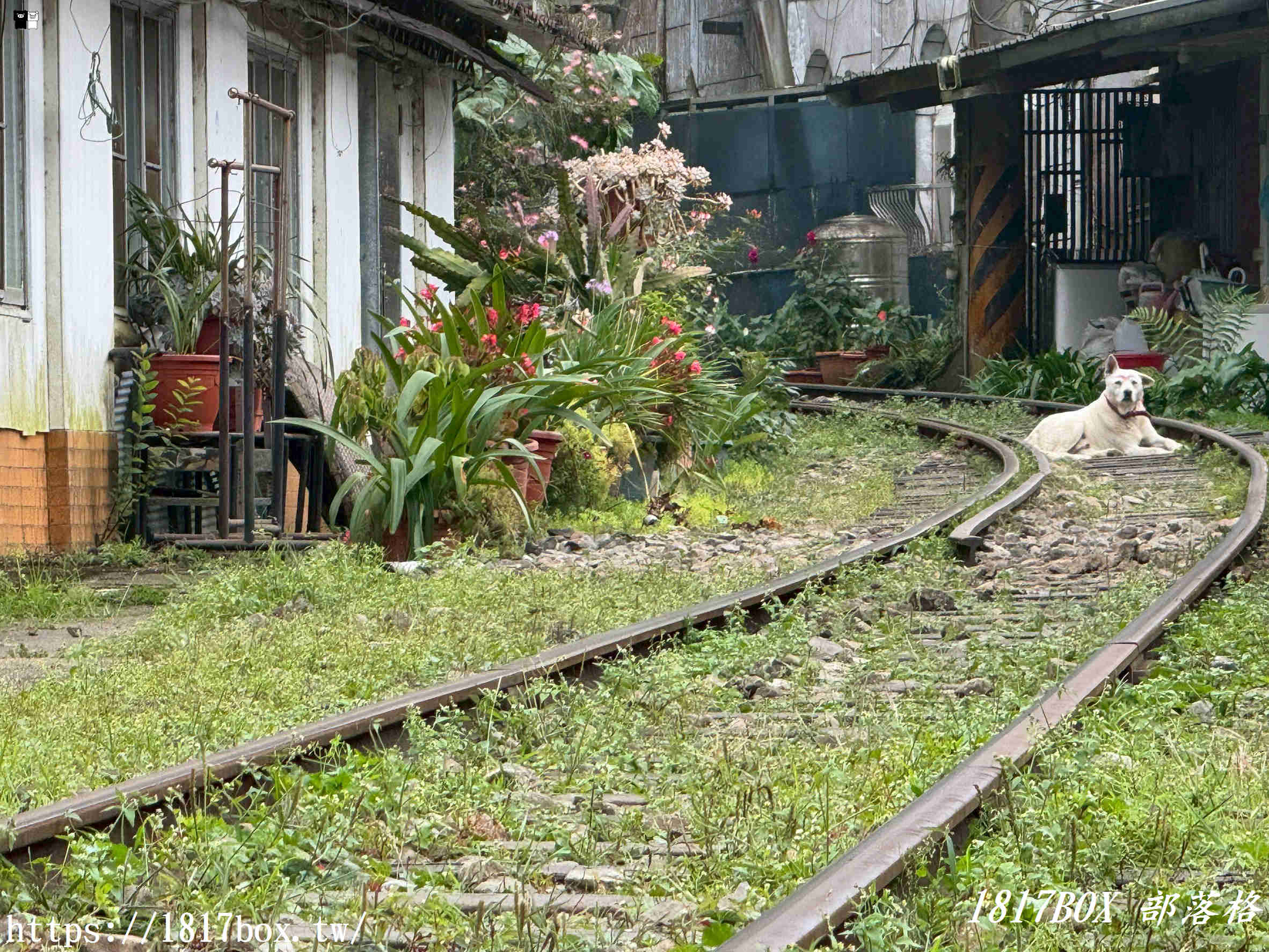 【嘉義。阿里山】十字路車站。目前為阿里山森林鐵路本線復駛的最高點