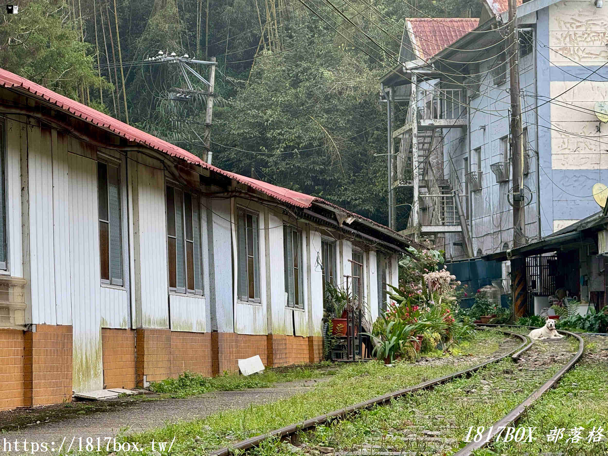 【嘉義。阿里山】十字路車站。目前為阿里山森林鐵路本線復駛的最高點