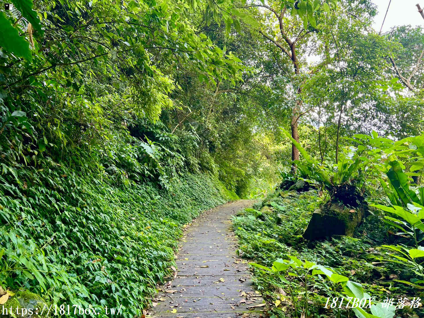 【嘉義。阿里山】行來吊橋。來吉二號吊橋 【嘉義。阿里山】行來吊橋。來吉二號吊橋