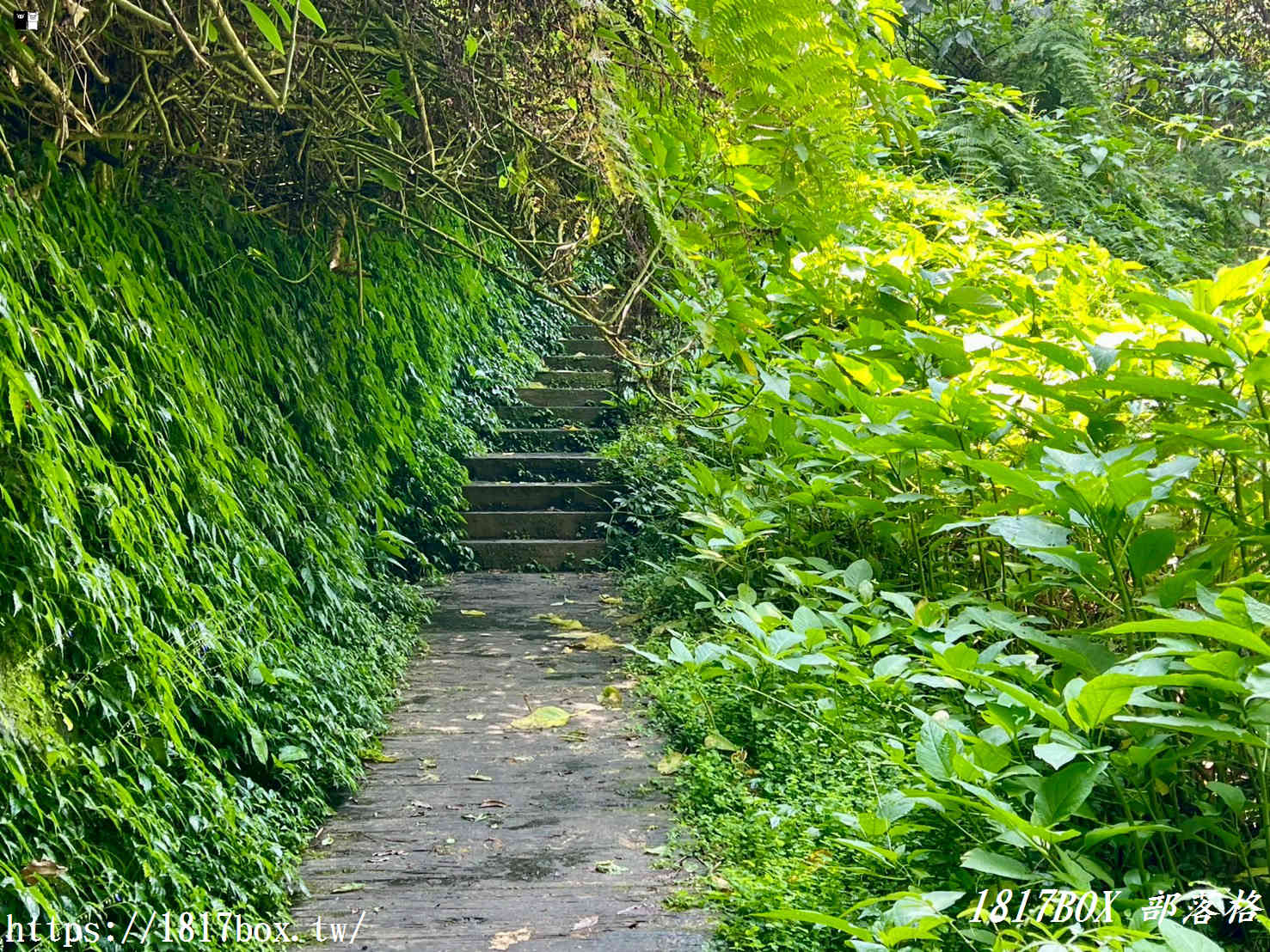 【嘉義。阿里山】行來吊橋。來吉二號吊橋 【嘉義。阿里山】行來吊橋。來吉二號吊橋