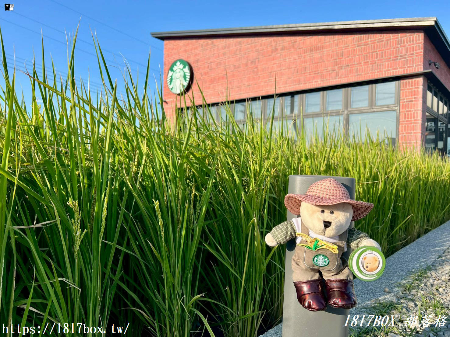 【苗栗。苑裡】星巴克 苑裡稻香門市。金黃稻浪與咖啡的對話
