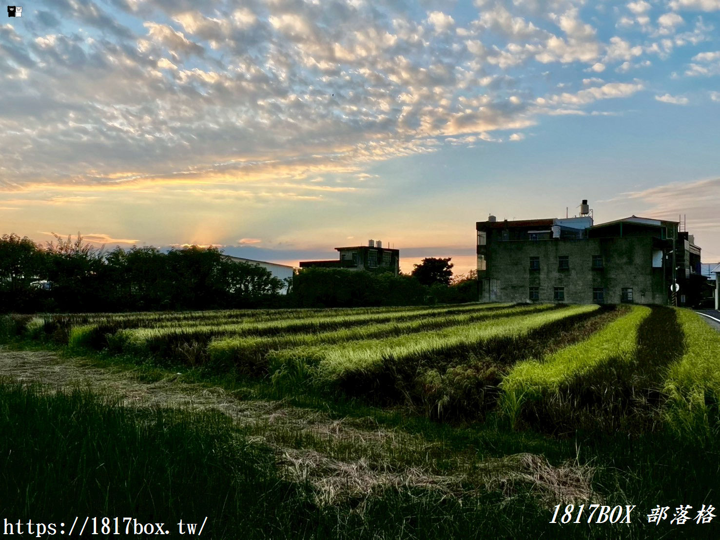 【苗栗。苑裡】稻田彩繪觀景臺。每年有不同主題的彩繪稻田供遊客欣賞 【苗栗。苑裡】稻田彩繪觀景臺。每年有不同主題的彩繪稻田供遊客欣賞