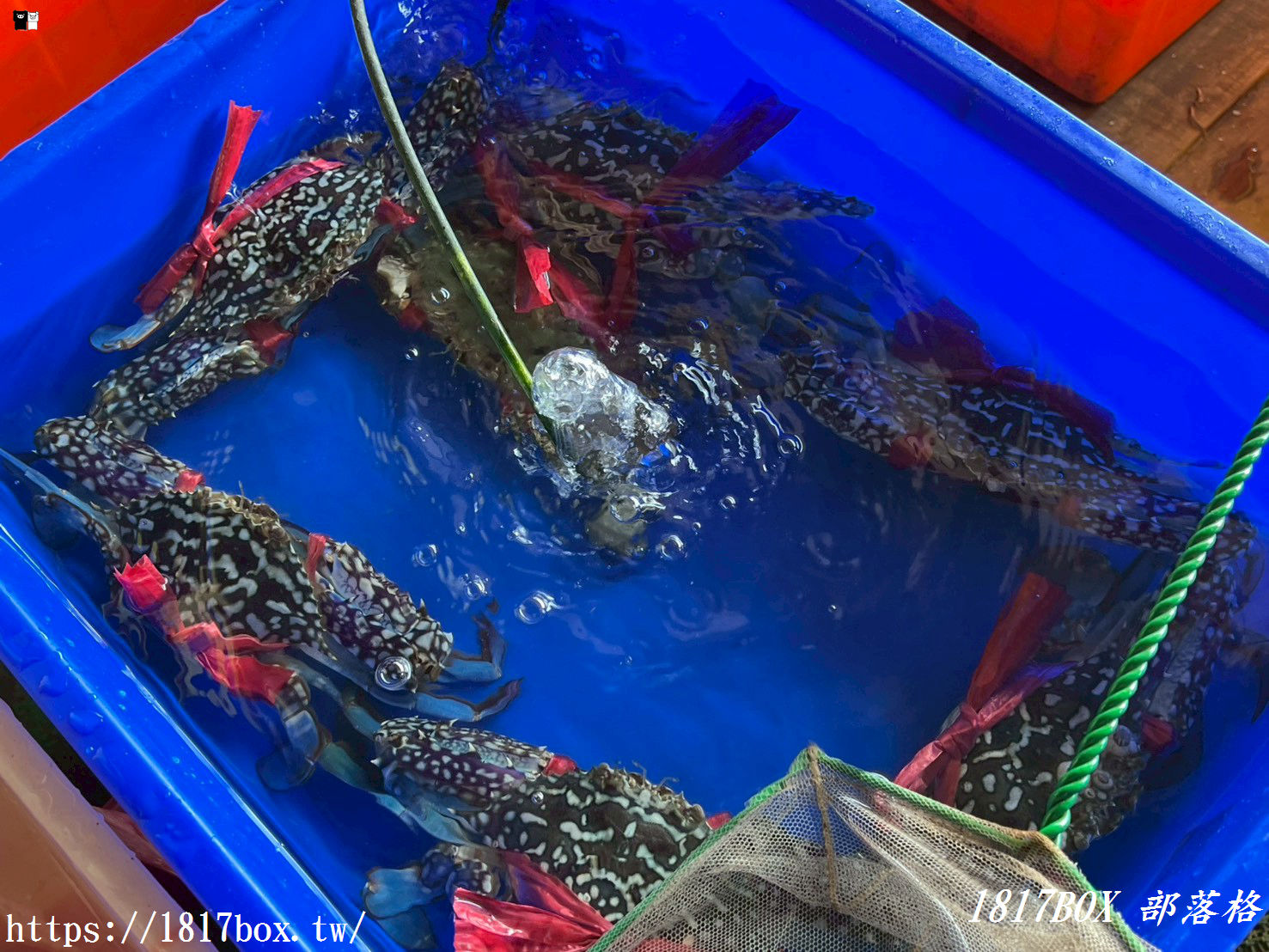 【七股美食】61線活海產！新鮮美味不踩雷，便宜大碗的在地人氣海鮮餐廳！