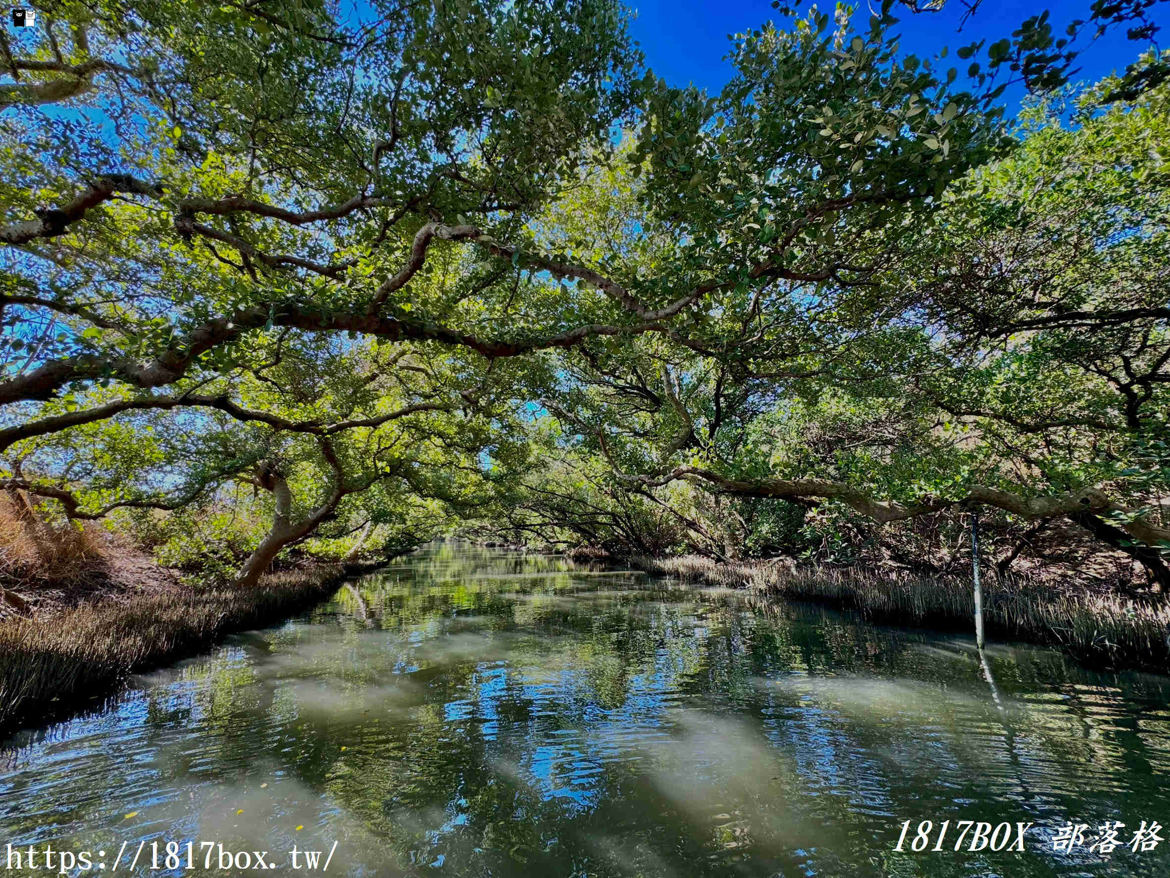 台南四草綠色隧道:台版亞馬遜秘境,預約、票價、船班全攻略 台南四草綠色隧道:台版亞馬遜秘境,預約、票價、船班全攻略