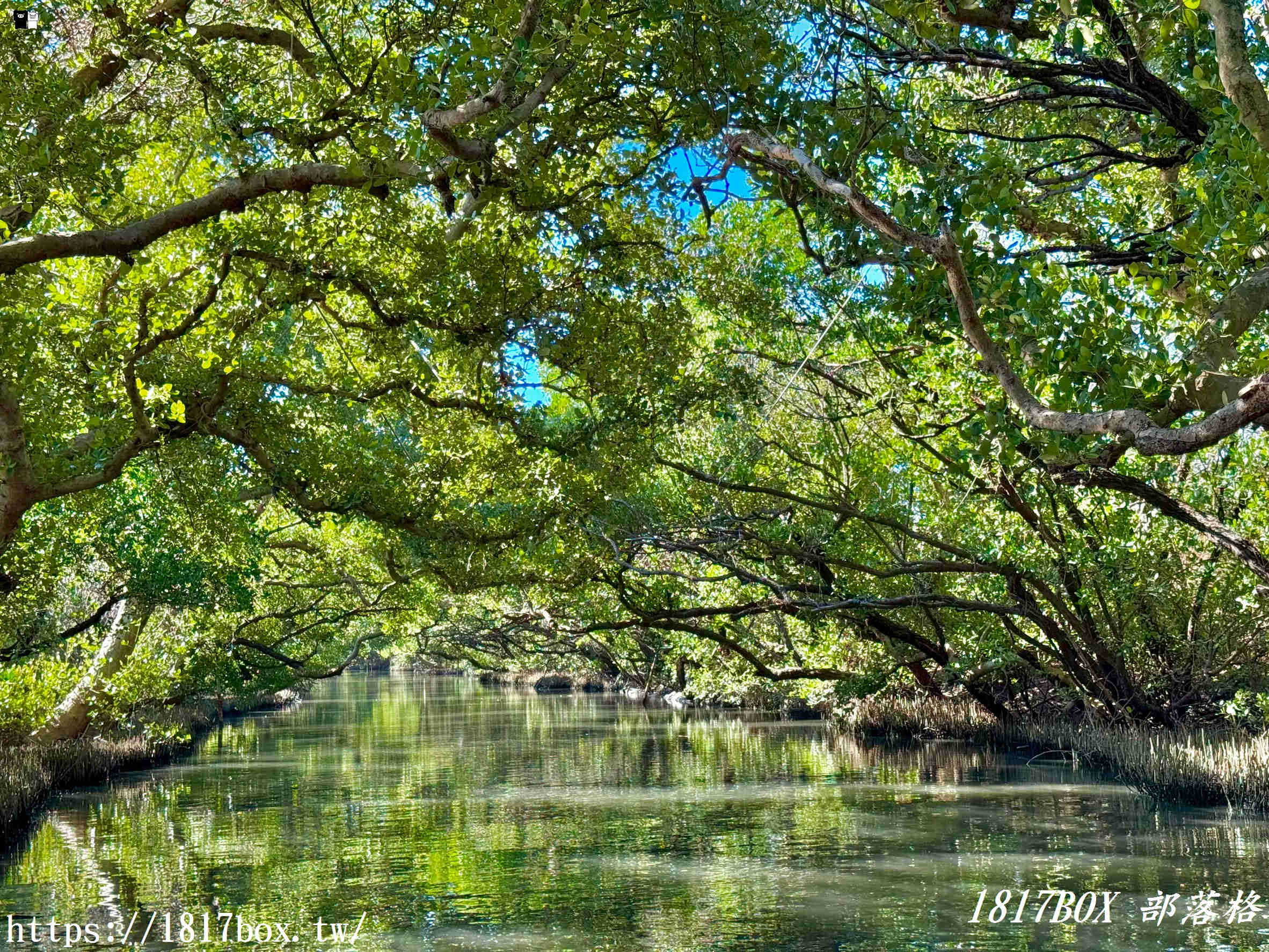 台南四草綠色隧道：台版亞馬遜秘境，預約、票價、船班全攻略