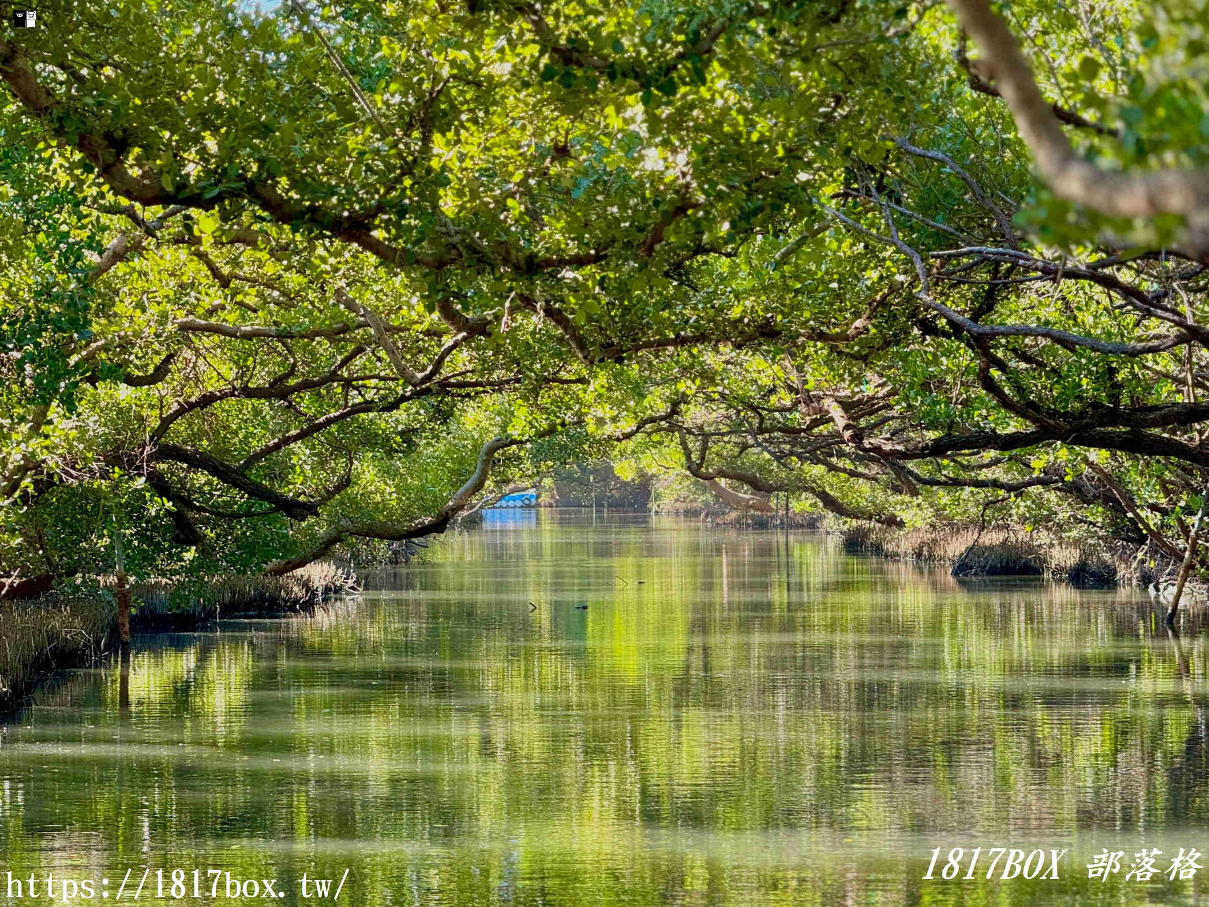 台南四草綠色隧道:台版亞馬遜秘境,預約、票價、船班全攻略 台南四草綠色隧道:台版亞馬遜秘境,預約、票價、船班全攻略